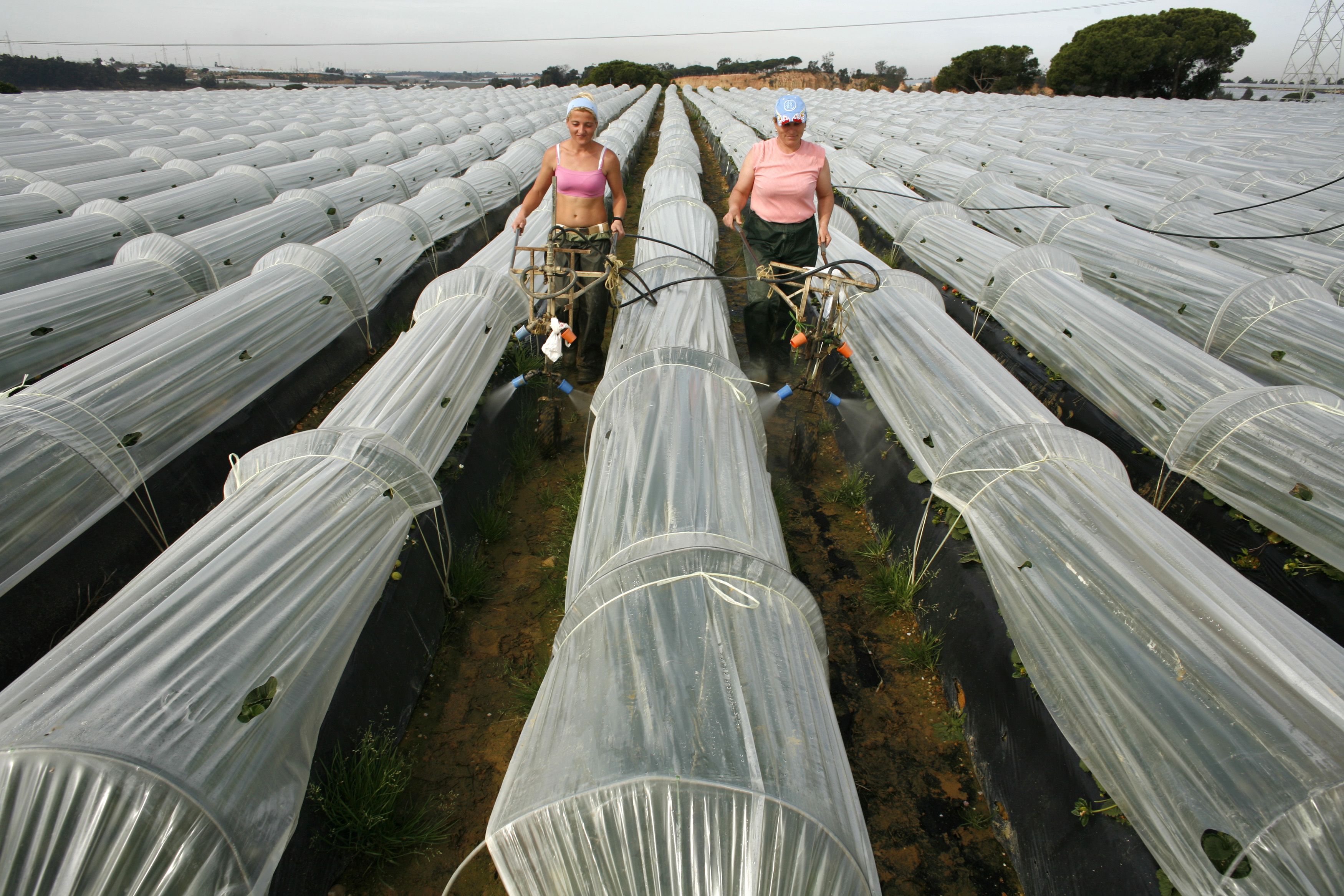 Arbeiterinnen in einem Erdbeerfeld in Südspanien; Migranten werden hier häufig ausgebeutet