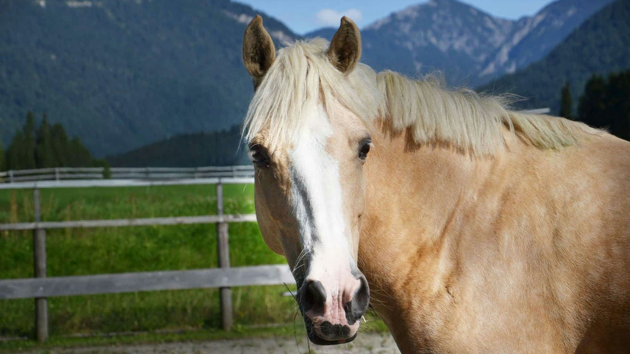 Reitpony "Vanilla" sollte man nicht mehr bereiten, aber für Spaziergänge und Ausflüge brennt die hübsche Stute.