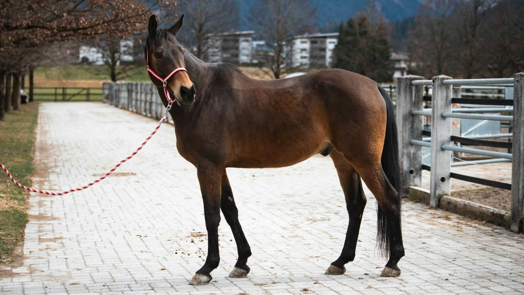Der hübsche Wallach kann leider nicht mehr beritten werden, ist aber ein großartiger Partner für Hand und Zugarbeit.