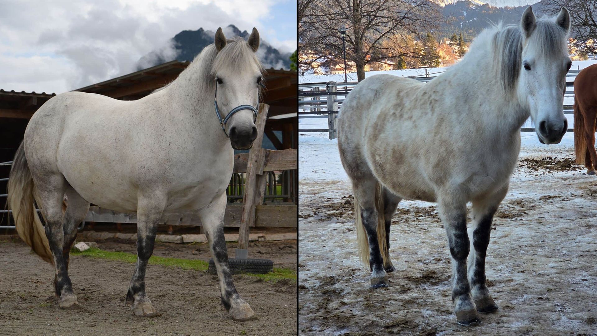 Mariposa kam mit 200 Kilogramm Übergewicht in die Pferdeklappe nach Reutte (li). Heute hat sie die Fettwuzerl abgespeckt und ist ein völlig neues Pferd (re).