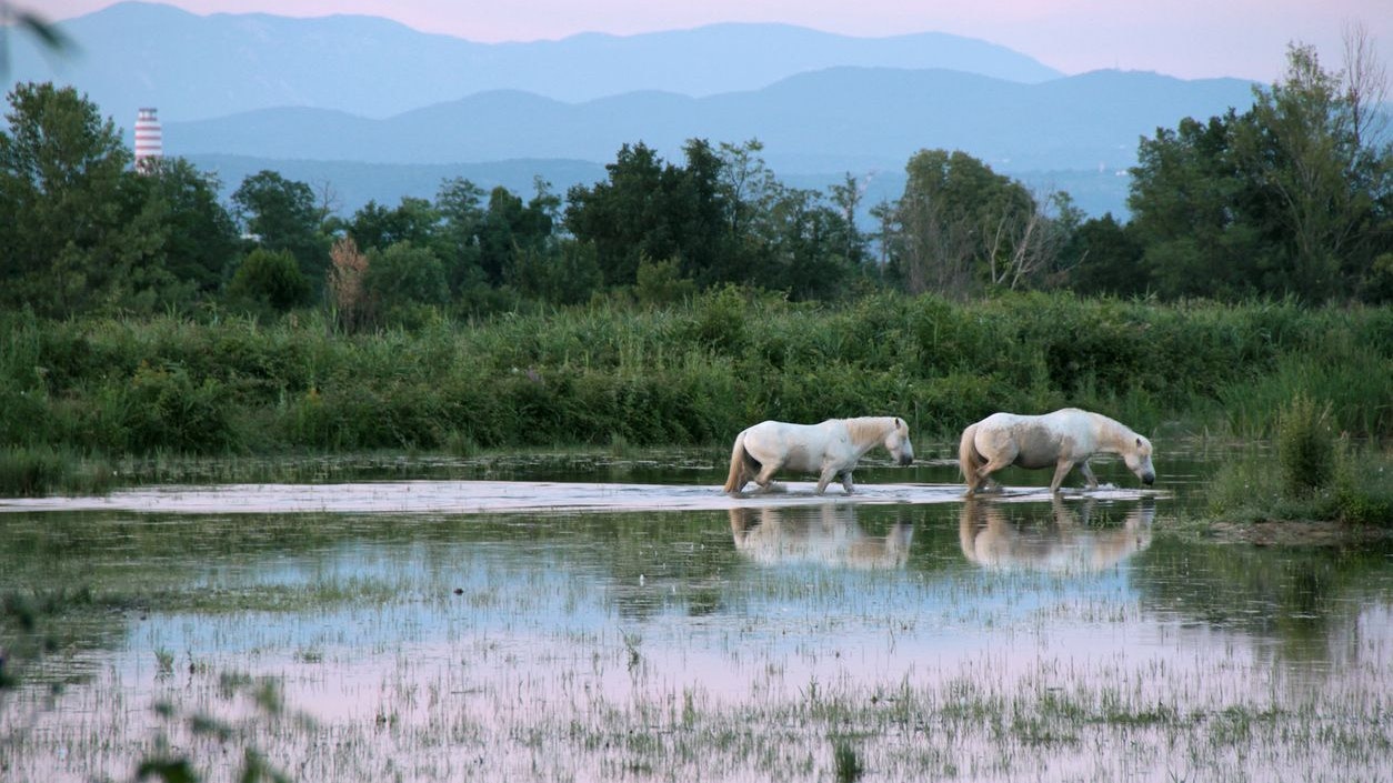 Das Naturschutzgebiet in Italien beherbt sogar noch Wildpferde. 