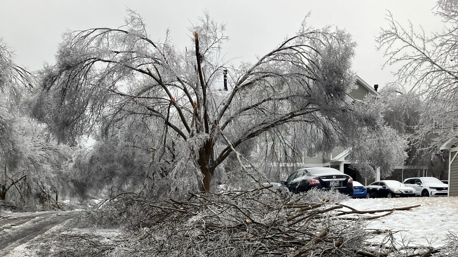 Heute.at - Wintersturm in den USA: Frost lässt Bäume explodieren