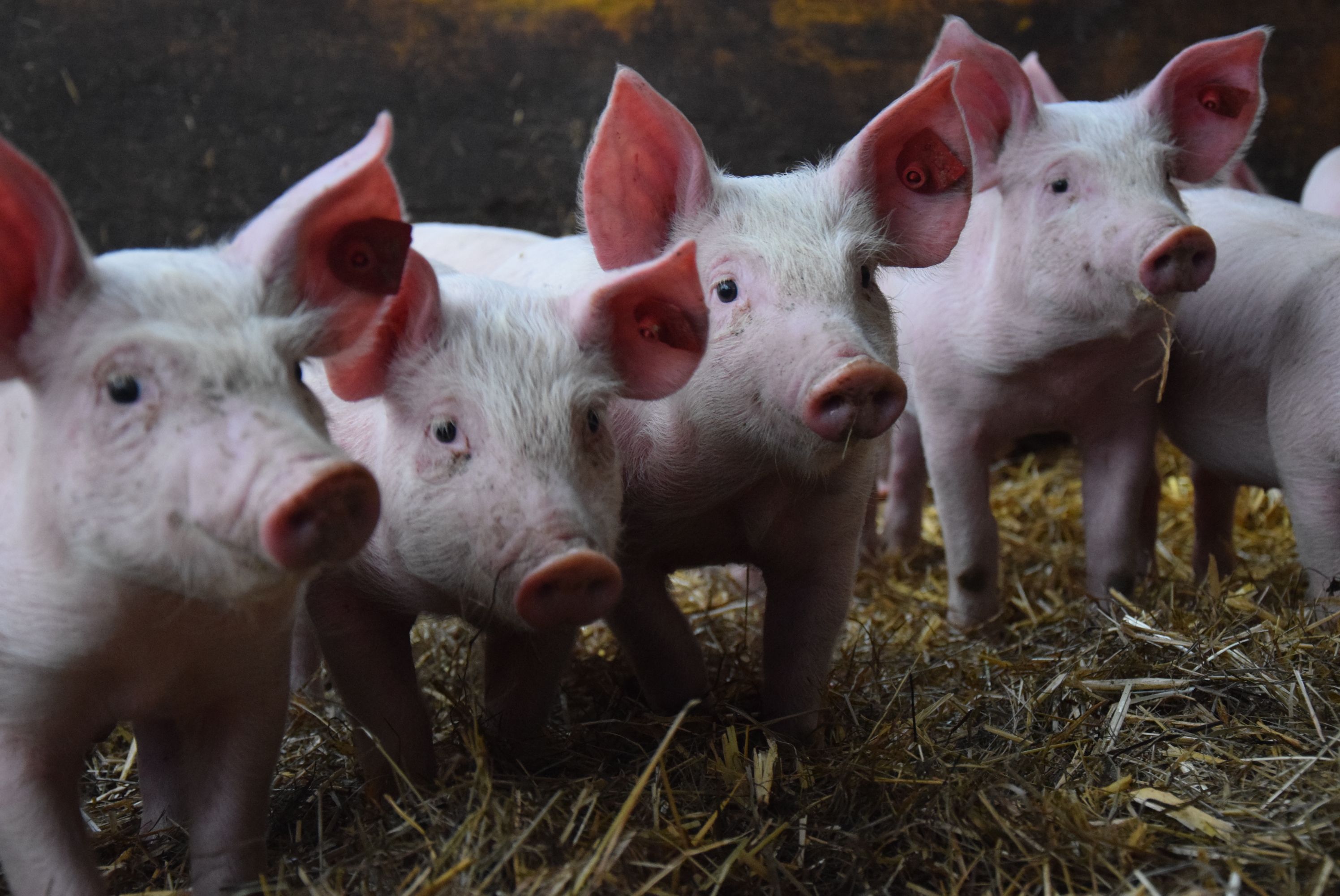 Tierwohl wird am Biohof groß geschrieben.