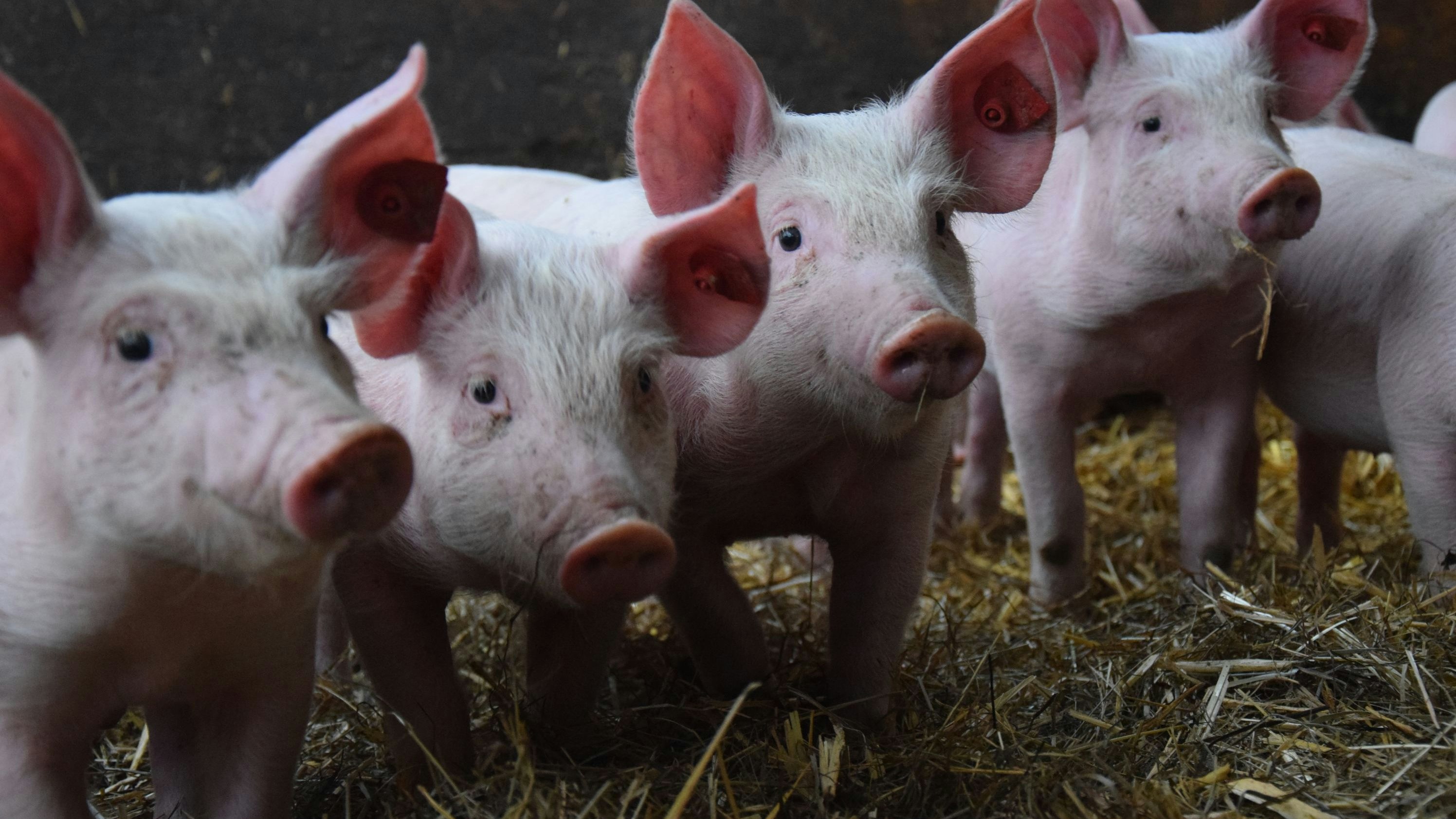 Tierwohl wird am Biohof groß geschrieben.