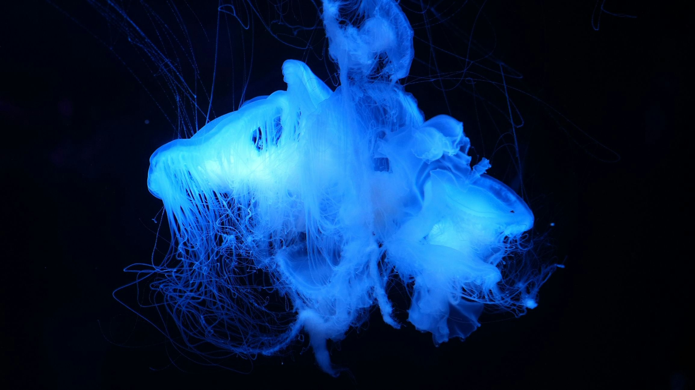 Bei Quallen, Korallen und Fischen ist diese Fähigkeit weit verbreitet. 