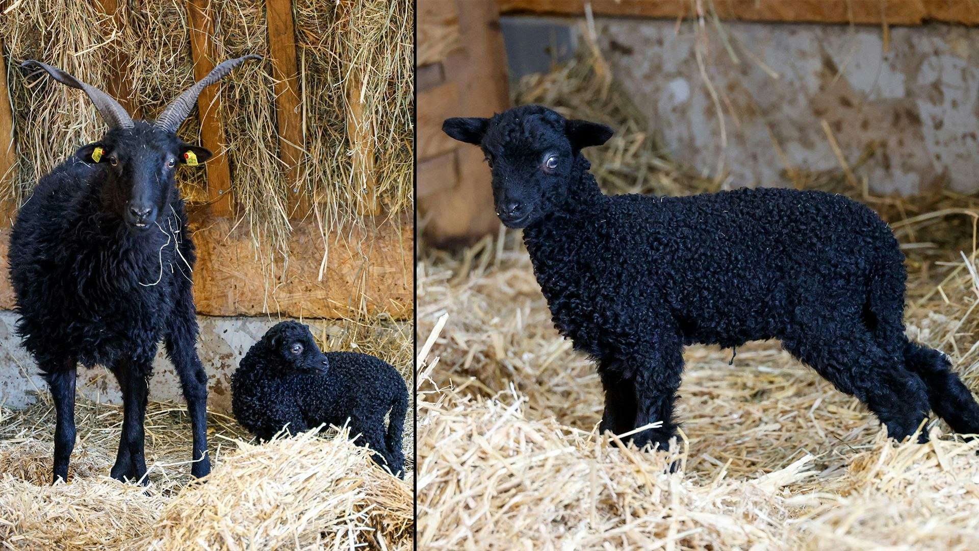 Heute.at - Zicke-Zacke! Aiderbichl sorgt für Jänner- Überraschung