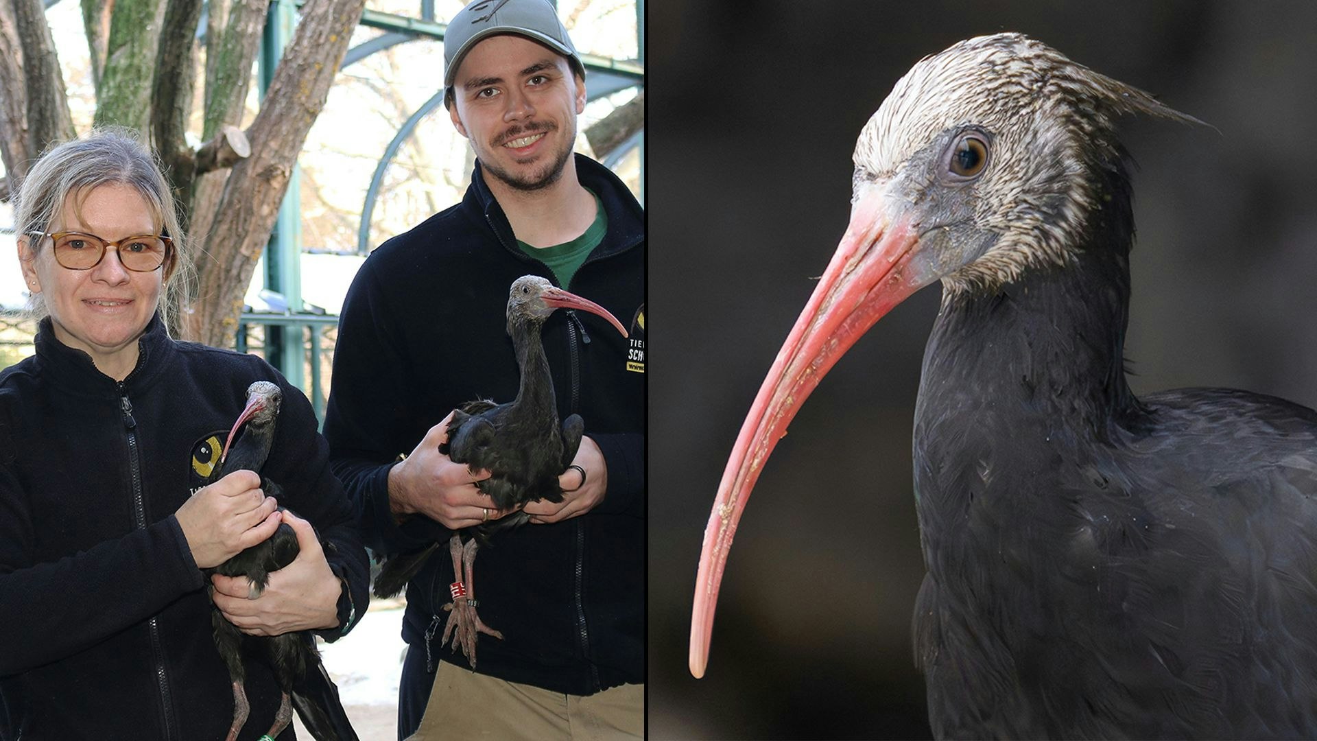 Heute.at - Zwei Wiener sollen in Spanien die Art retten
