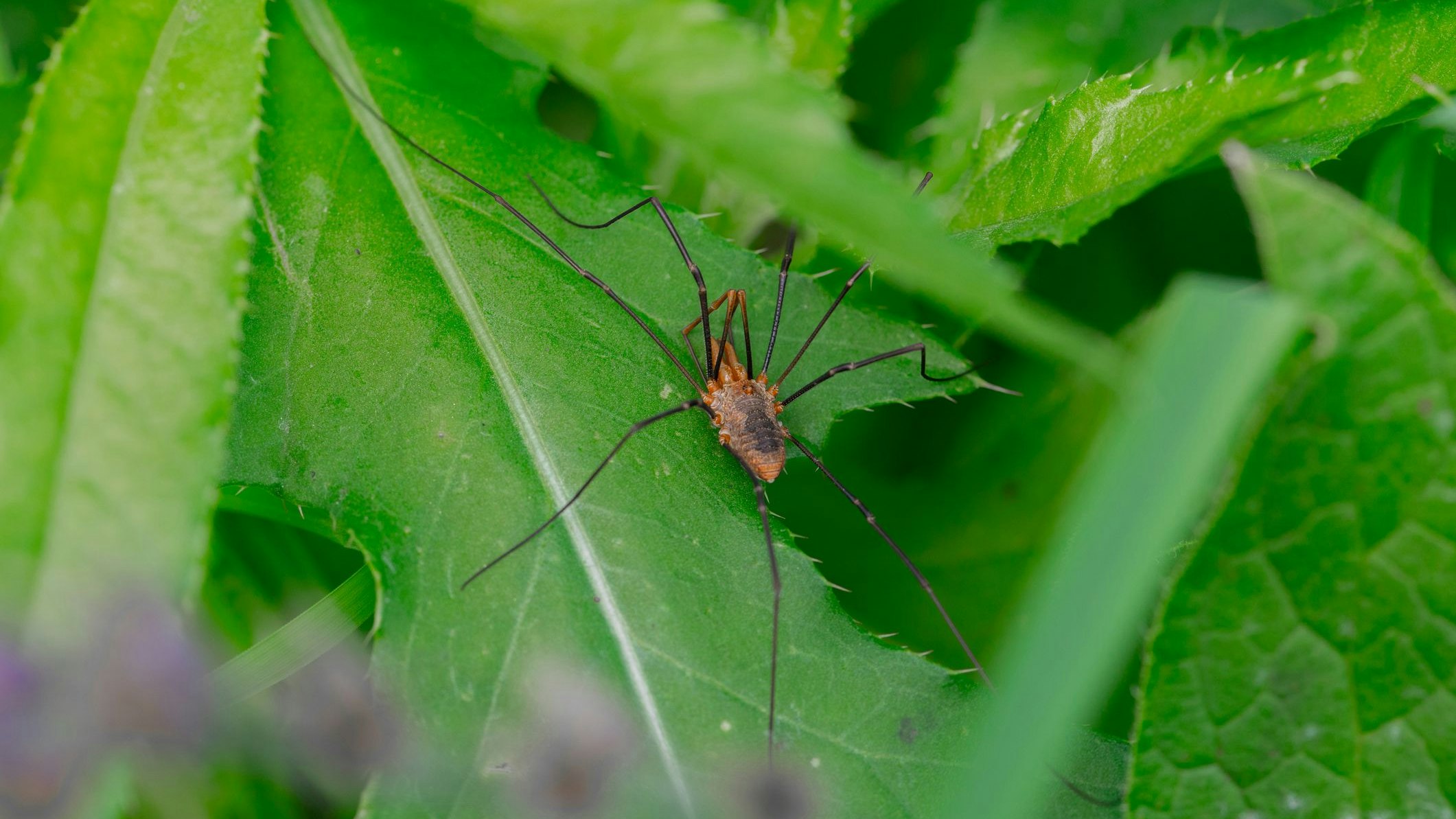 Heute.at - Gewusst? Selbst dieses Tierchen kann leuchten