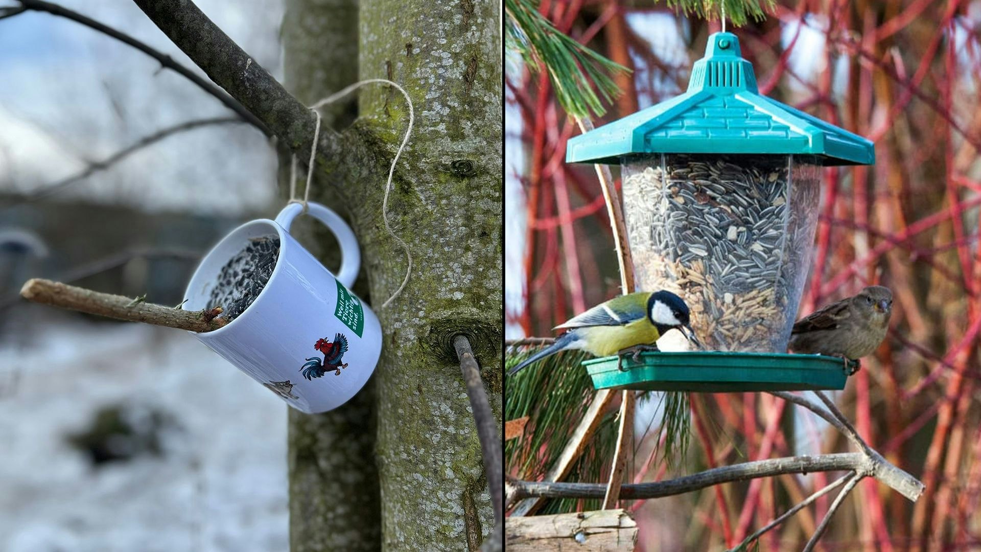 Heute.at - So schnell bastelst du eine Vogelfutter-Station