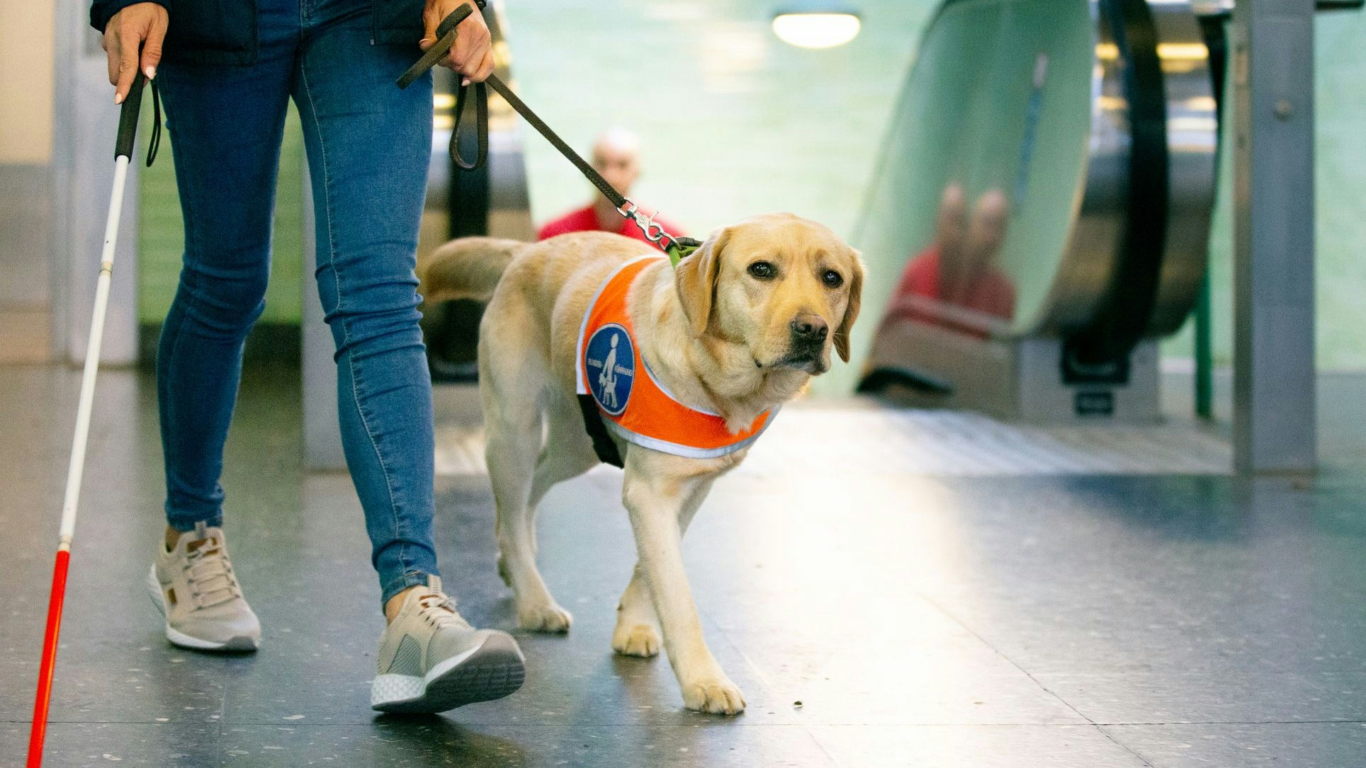 Heute.at - Auf Assistenzhund Angewiesene darf nicht ins Gericht