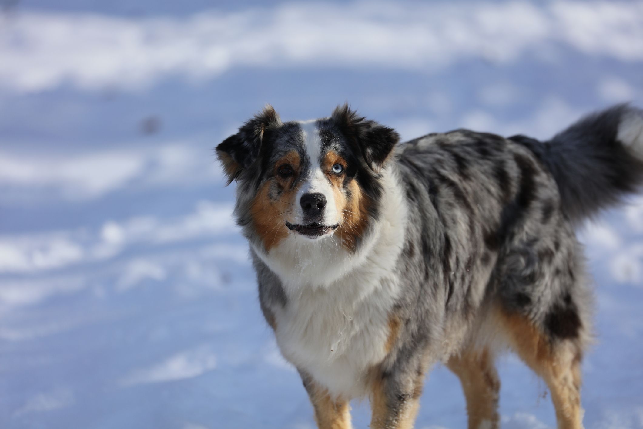 Der Aussie war offenbar dem kleinen Artgenossen nicht wohl gesinnt. 