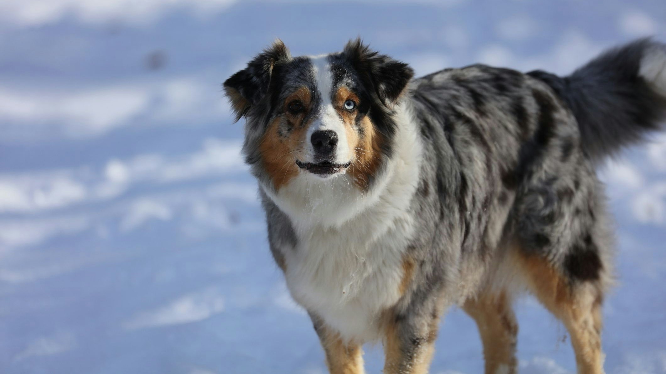 Heute.at - Hund folgt nicht - 42.000 Euro Strafe!