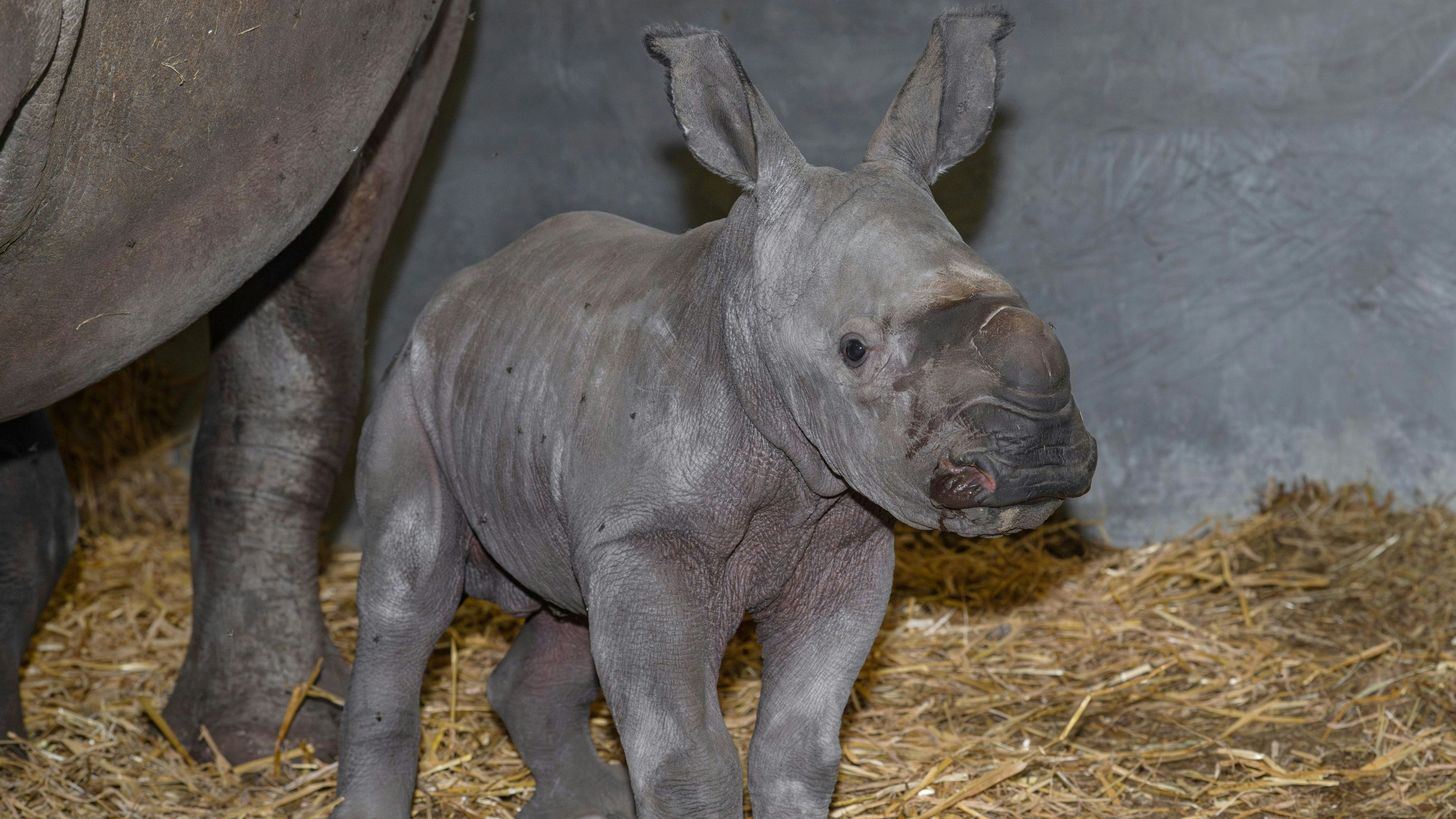 as männliche Kalb sei wohlauf, die Geburt "verlief ruhig und komplikationslos".