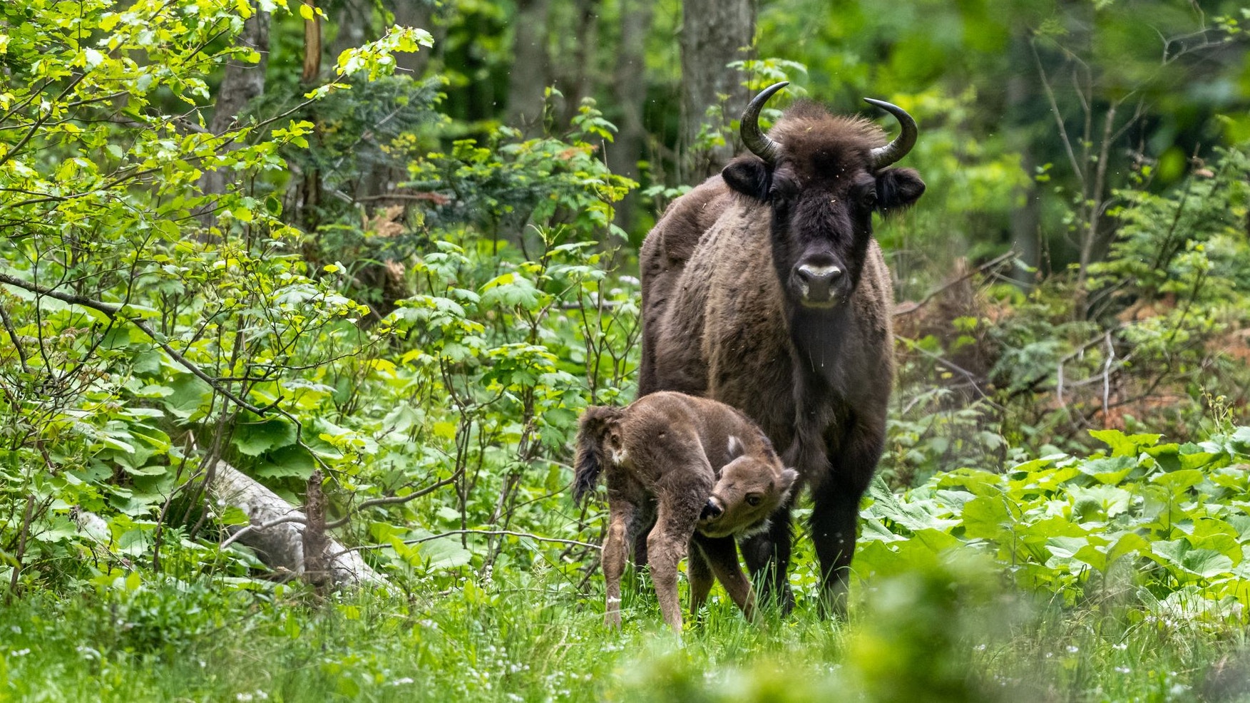 Das Wisent wird auch "Europäisches Bison" genannt - zeigt aber in Statur und Lebensraum Unterschiede zum Amerikanischen Bison. 