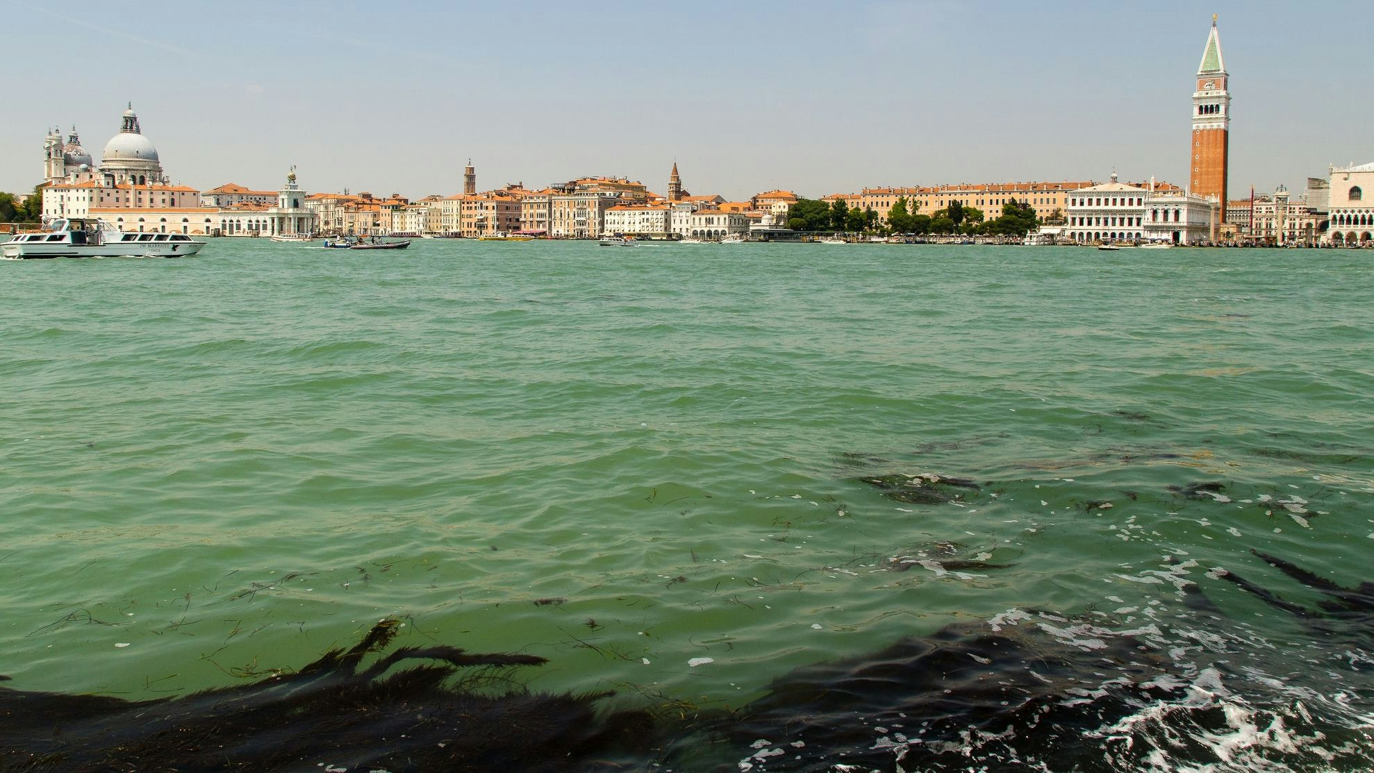 Heute.at - Ökosystem wankt - Eindringlinge bedrohen schönste Stadt