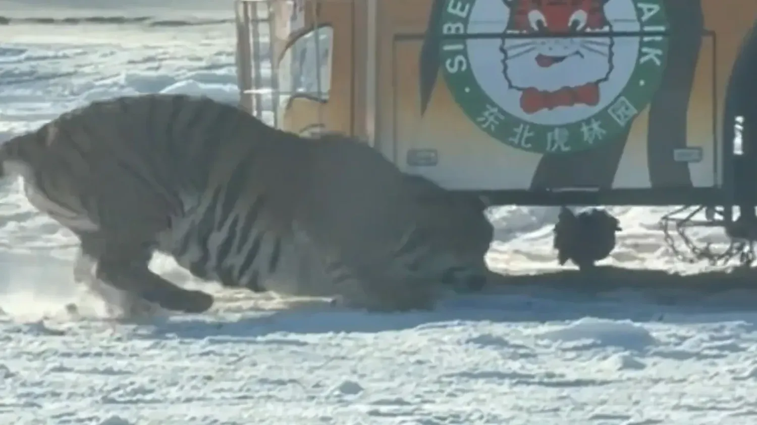 Gleich zwei Tiger hätten durchaus Interesse an dem Hendl.