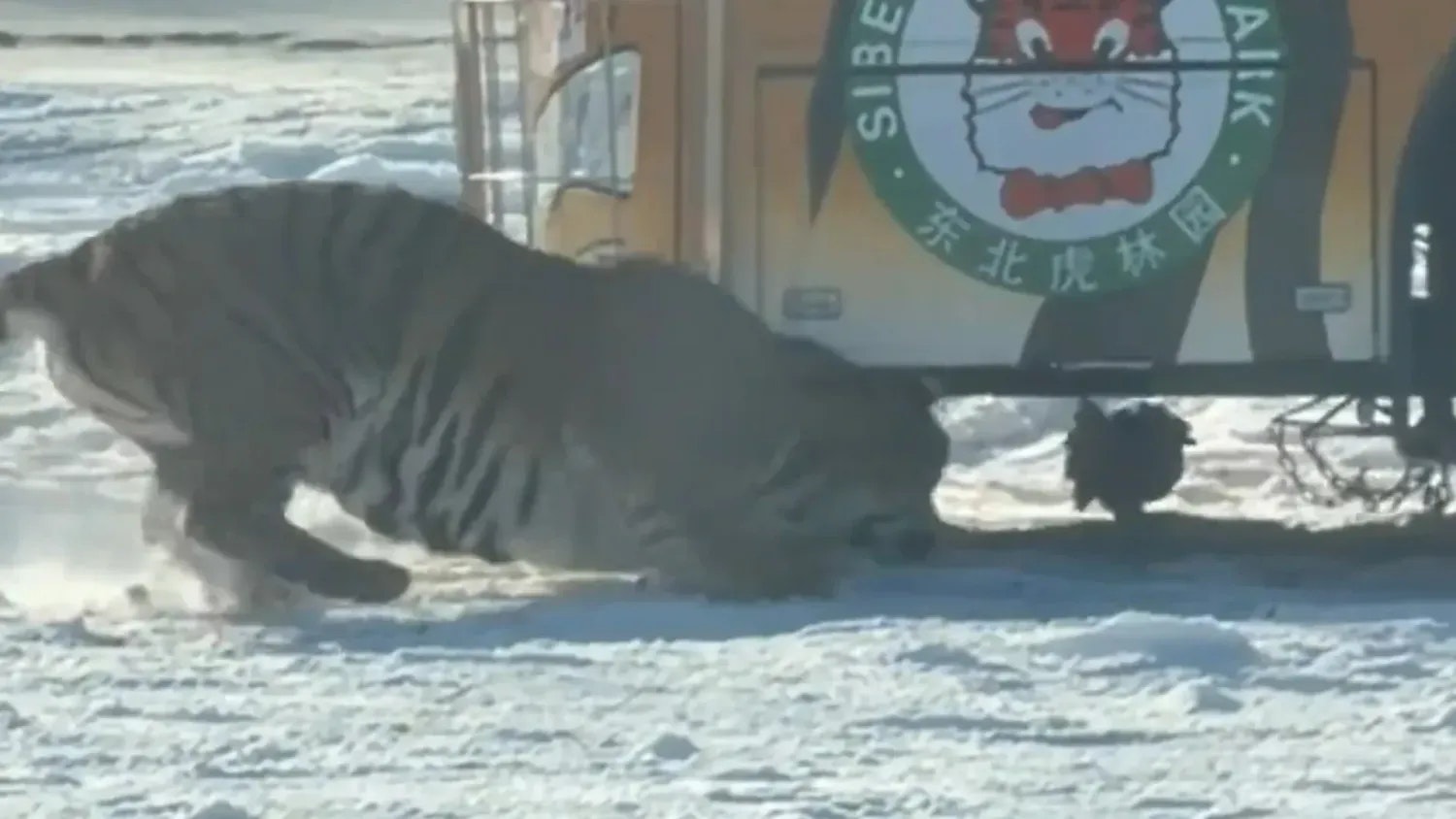 Heute.at - Lustiges Hendl! Video zeigt das klügste Huhn der Welt