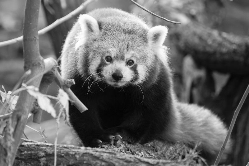 Das Rote Panda-Weibchen in Schönbrunn ist entschlafen. 