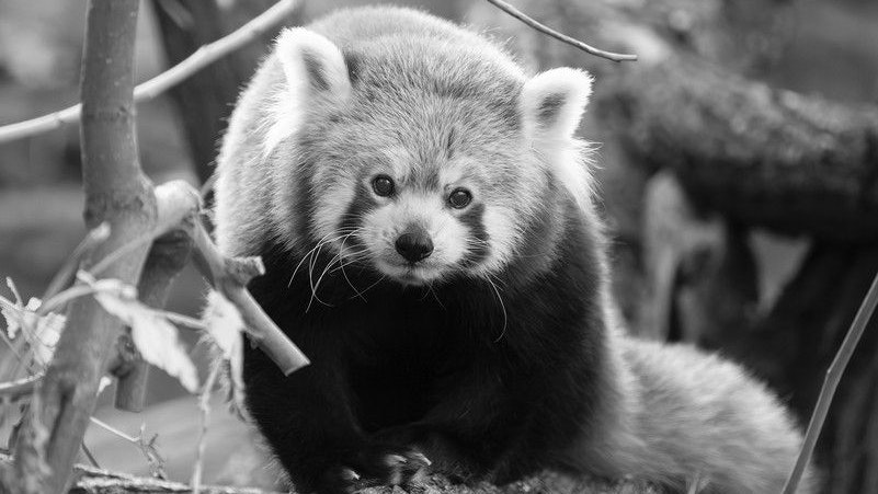 Heute.at - Große Trauer in Schönbrunn – Panda-Weibchen ist tot