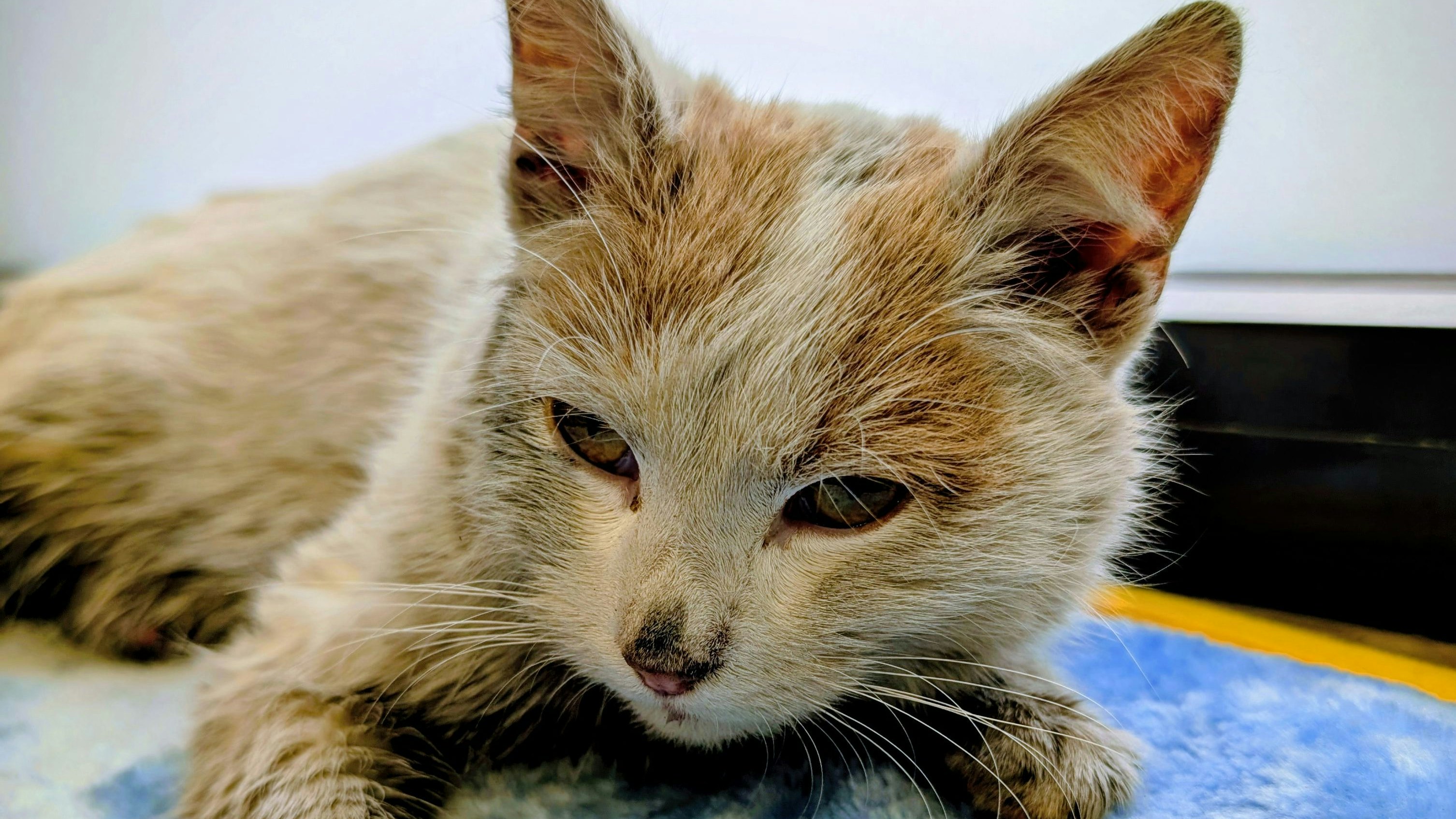 Der Kater muss sich auf ein Bad einstellen.