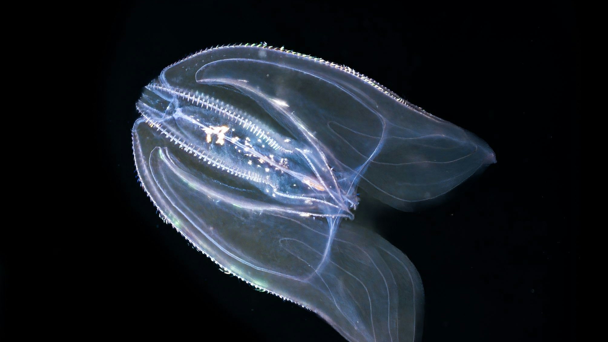 Die Meerwalnuss, eine invasive Rippenqualle, profitiert stark von der Erwärmung der Ozeane.