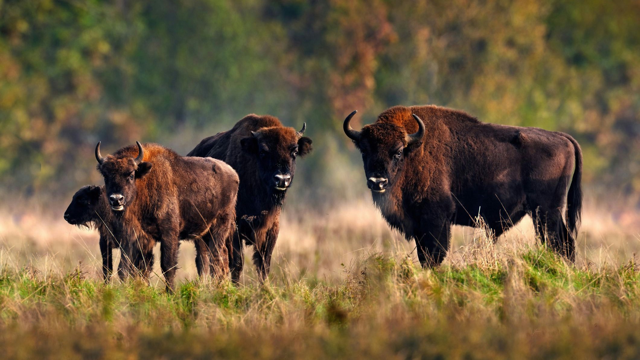 Heute.at - Tiroler Wisent-Kuh grast genüsslich im Kaukasus