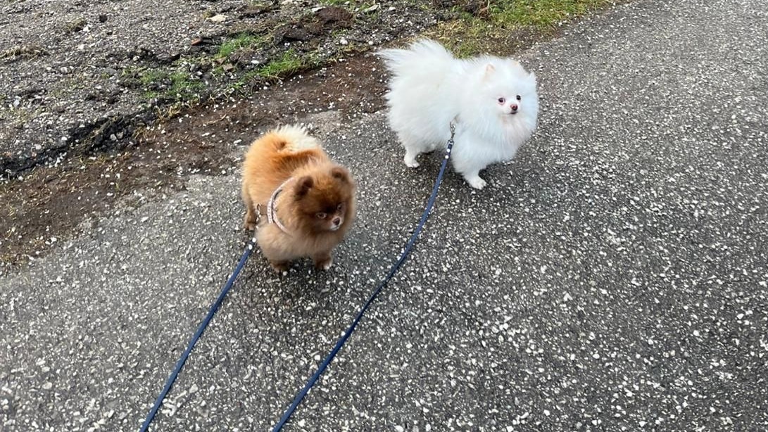 Diese Hunde wurden zum Opfer zwei großer Mischlinge.