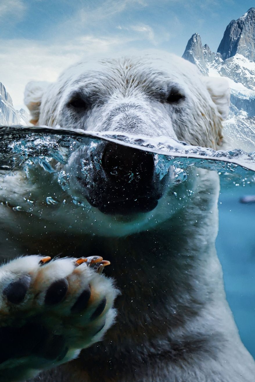 Die Erderwärmung bedroht auch den Lebensraum der Eisbären massiv