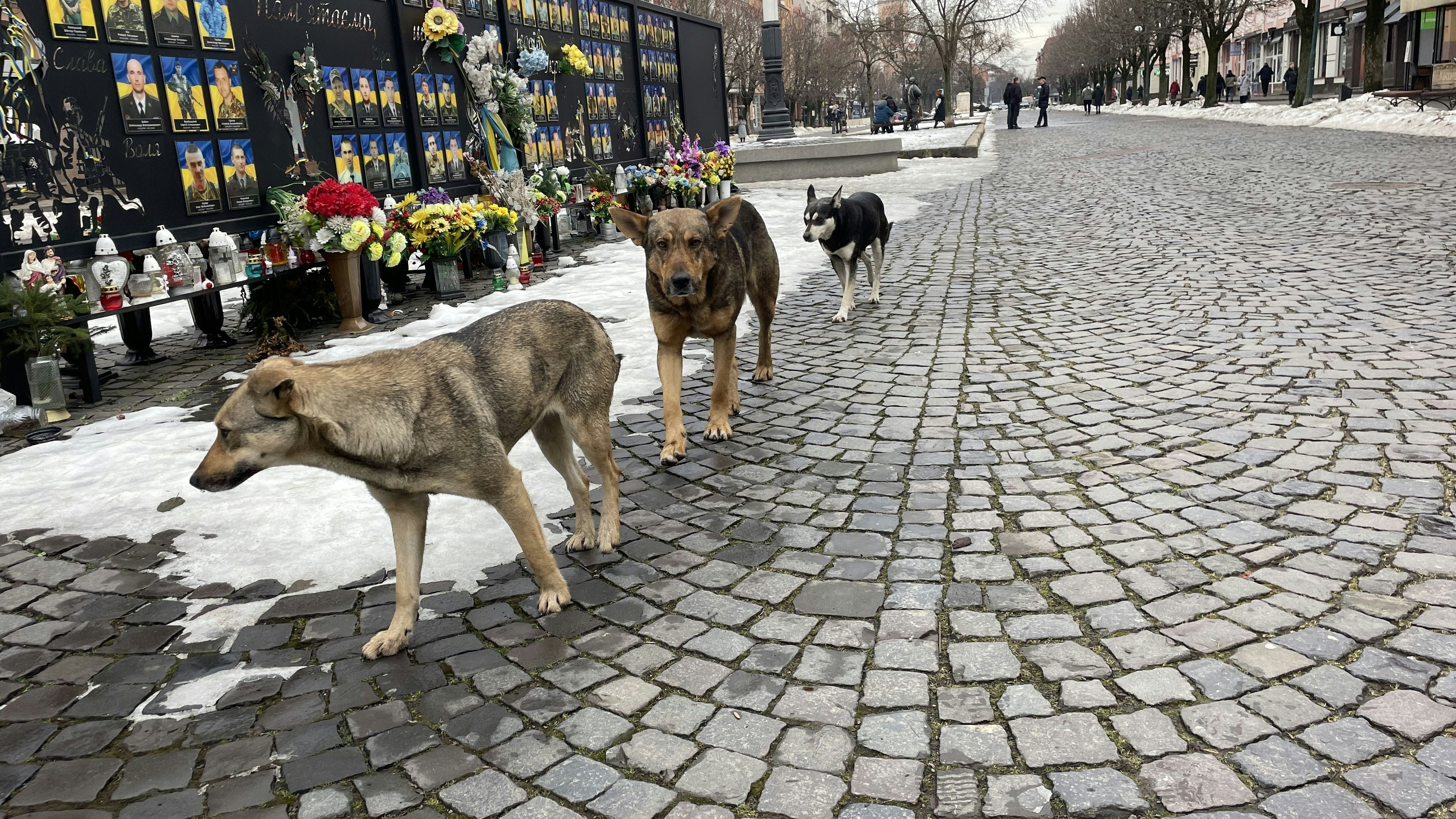 Straßenhunde streifen an den Bildern gefallener Soldaten vorbei. Überall in der Ukraine erinnert man an die unzähligen Opfer des russischen Angriffskriegs.
