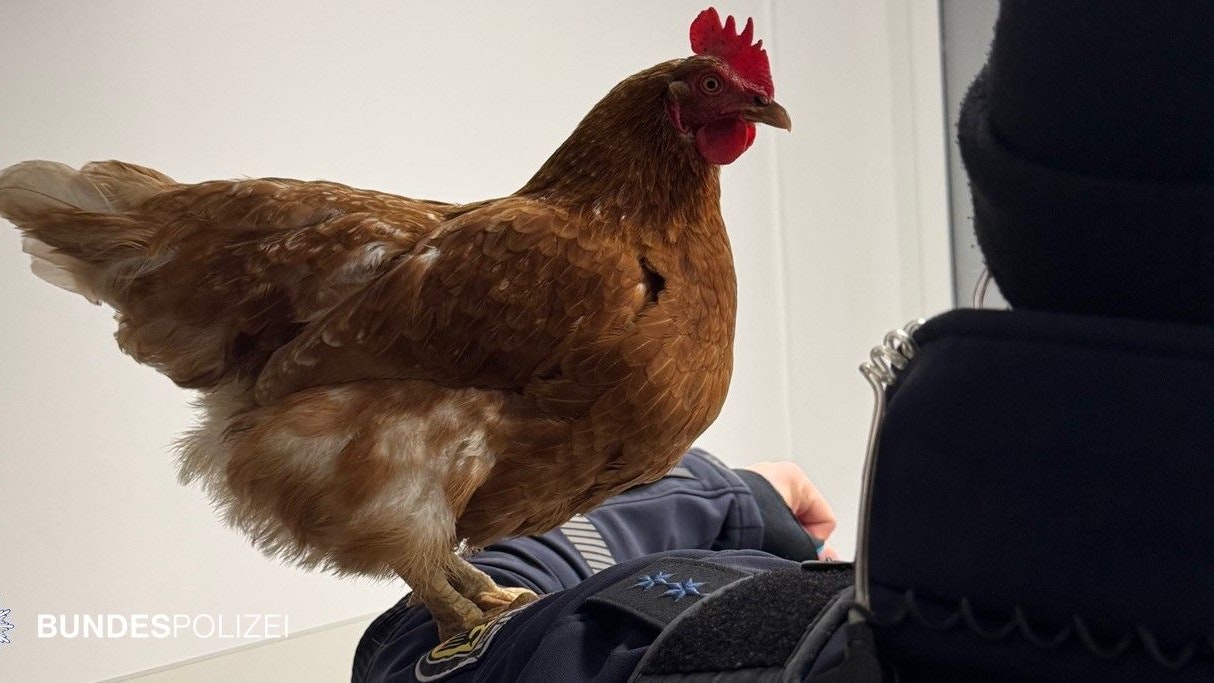 Heute.at - Passagierin gab Huhn im Fundbüro ab