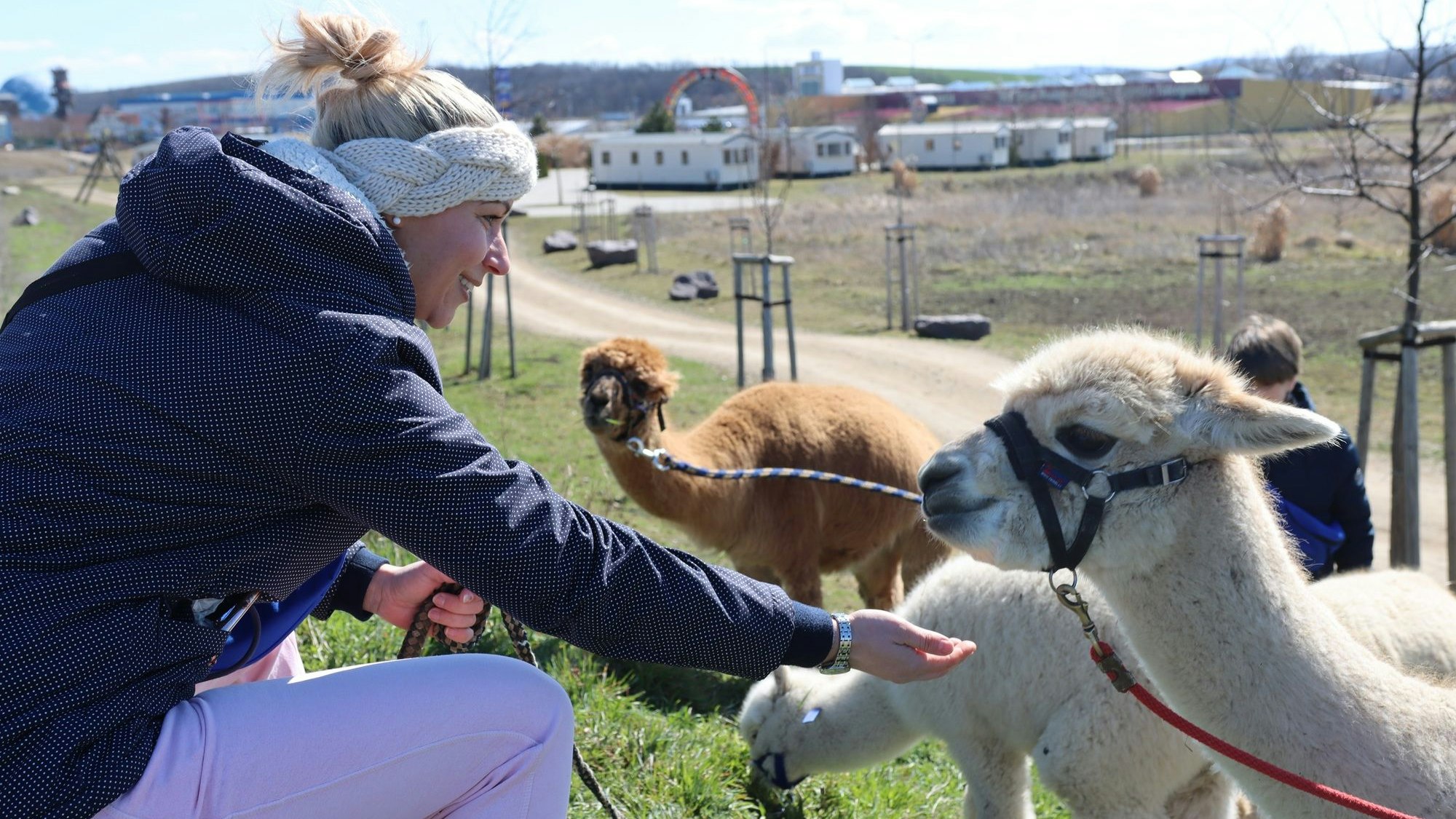 Alpakas können an der Grenze zu Tschechien ausgeführt, gestreichelt und gefüttert werden.
