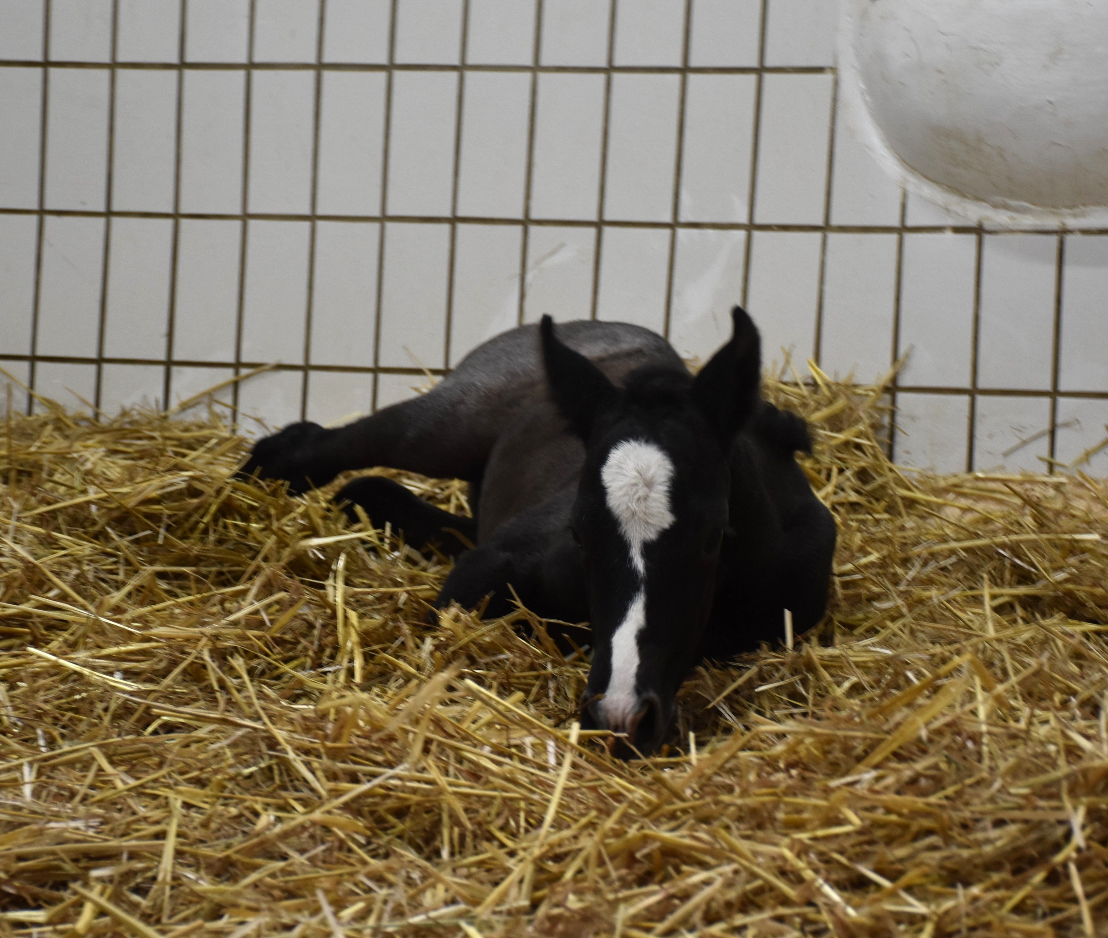 Heute.at - Das erste Kulturgut 2026 kam im Jänner zur Welt