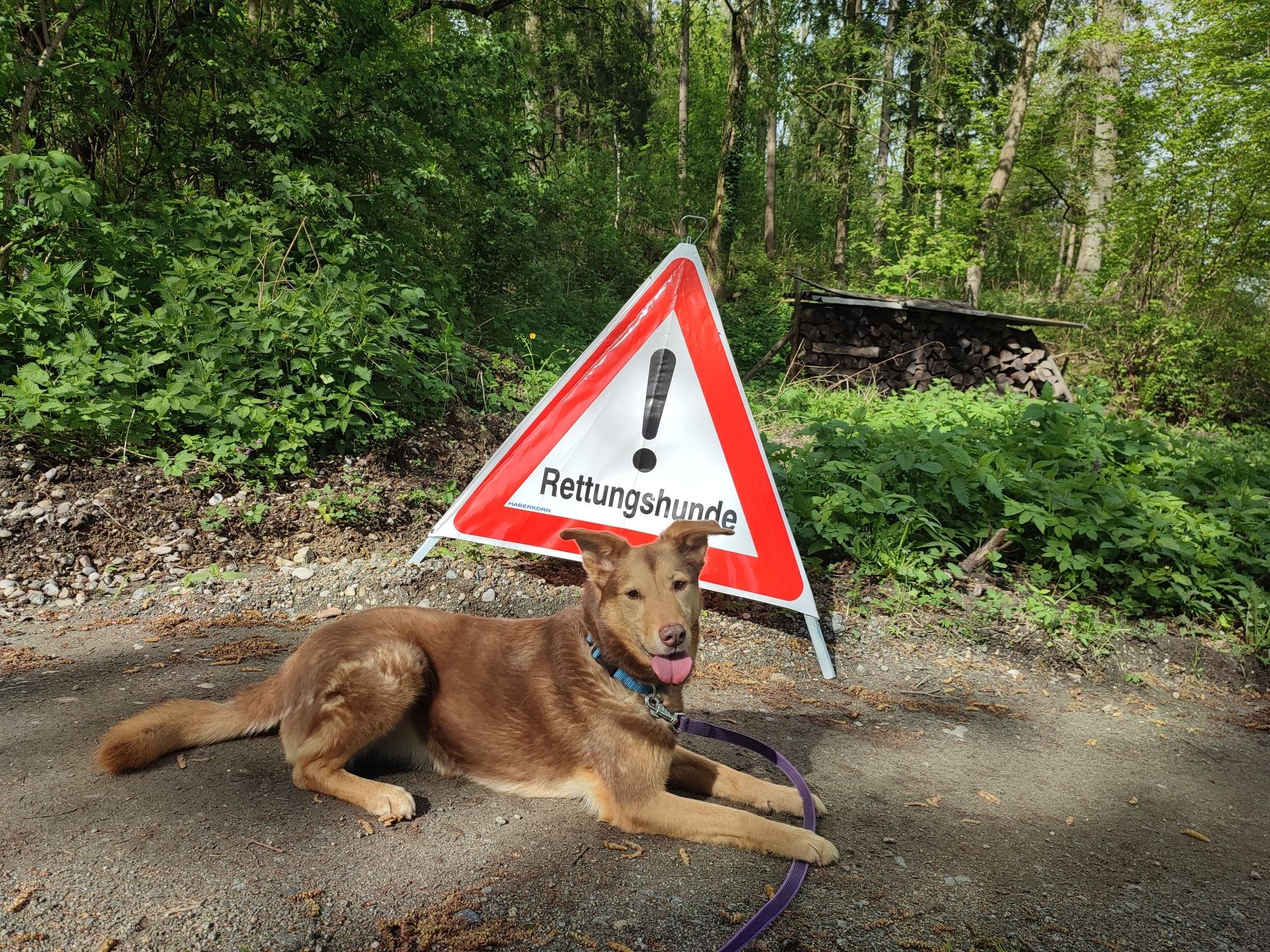 Mimi war eine treue Einsatzkameradin – jetzt trauert die Rettungshundestaffel Traun um ihre Rettungshündin.