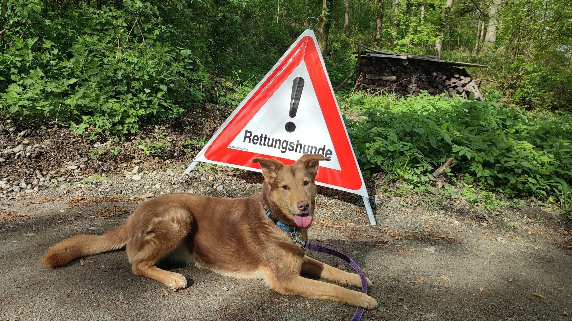 Heute.at - Abschied von Mimi – treue Rettungshündin ist tot