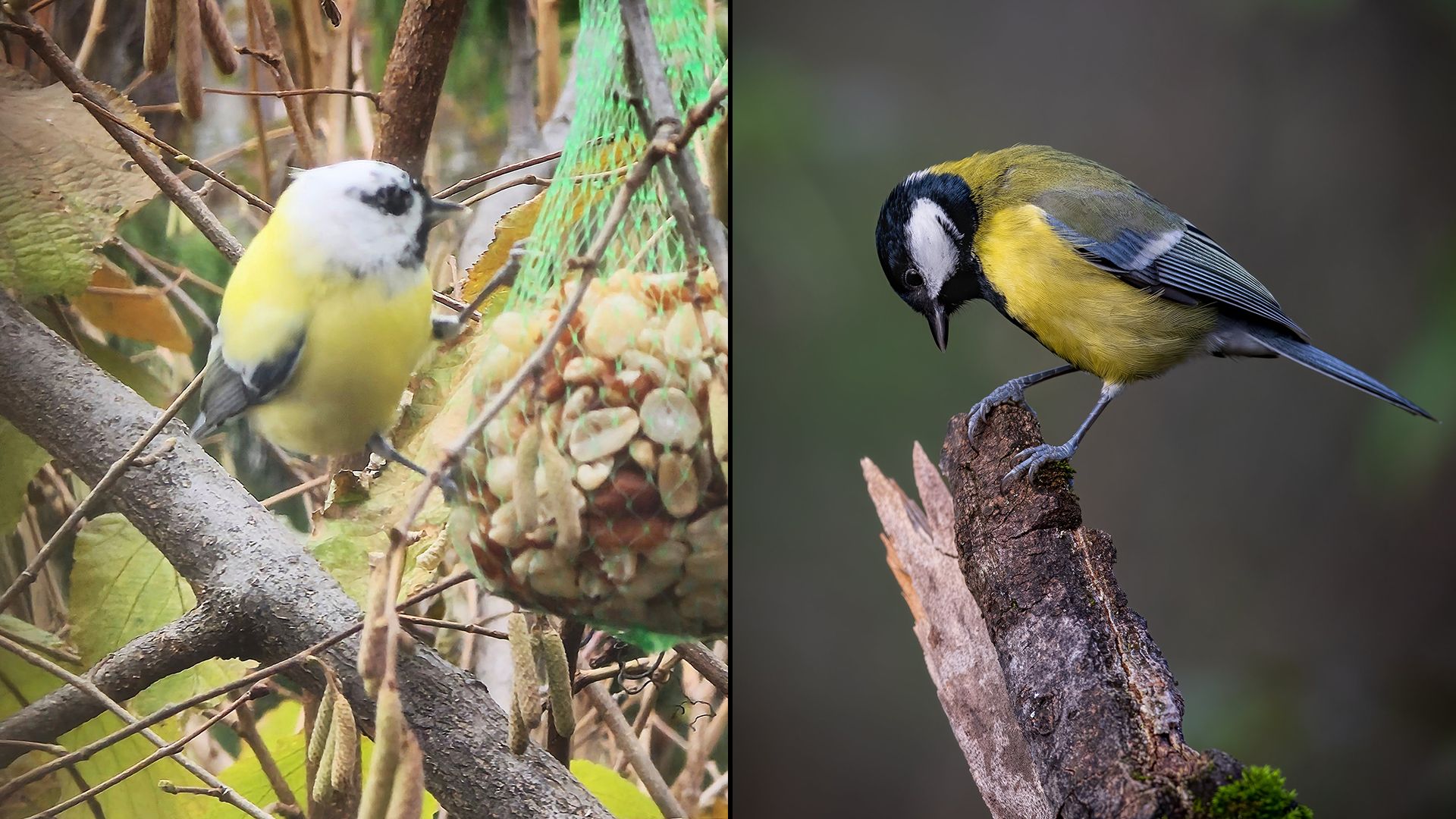 Heute.at - Sensation zufällig in Mödlinger Garten fotografiert