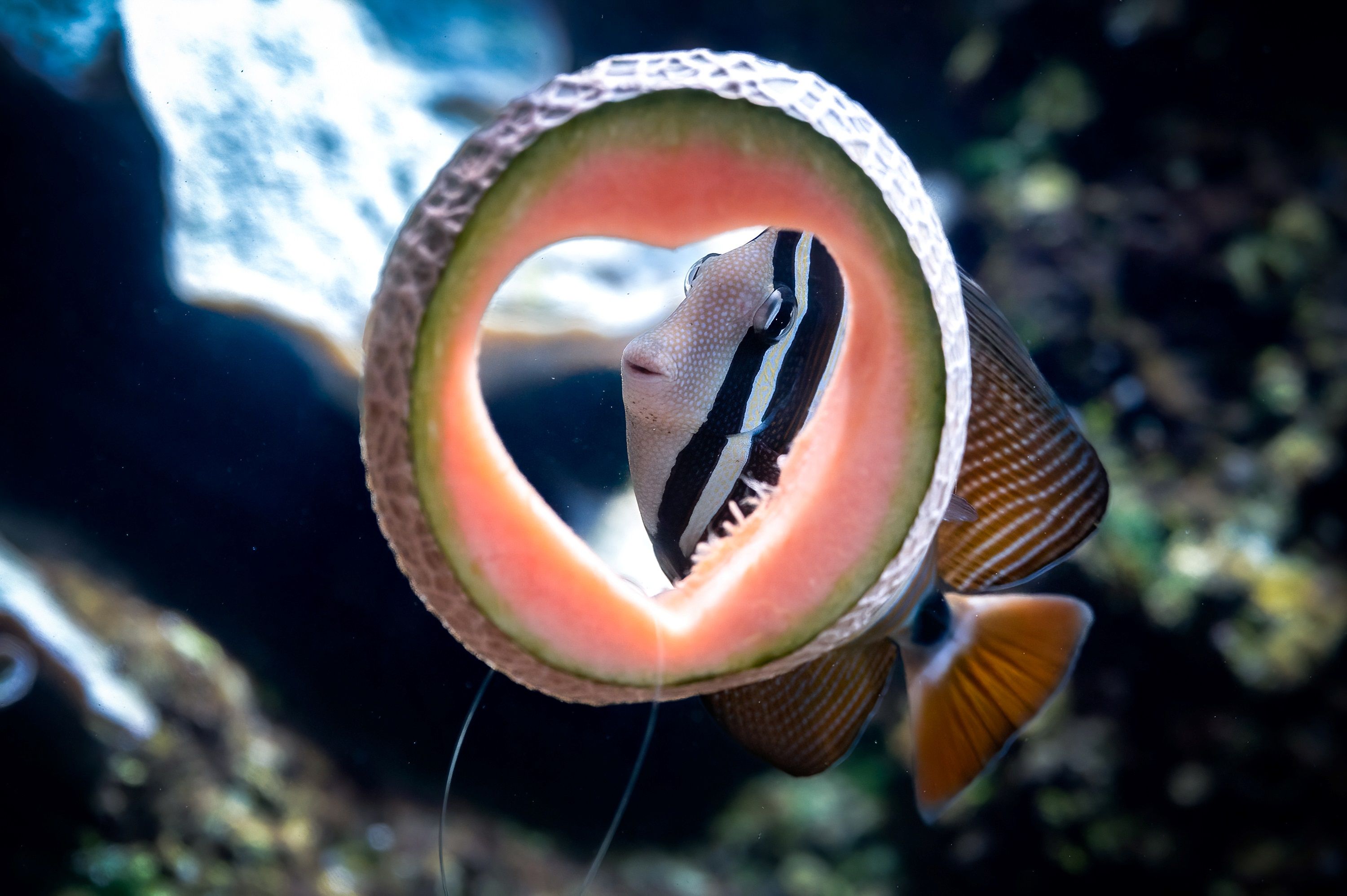 Heute.at - Hier verbringst du einen animalischen Valentinstag