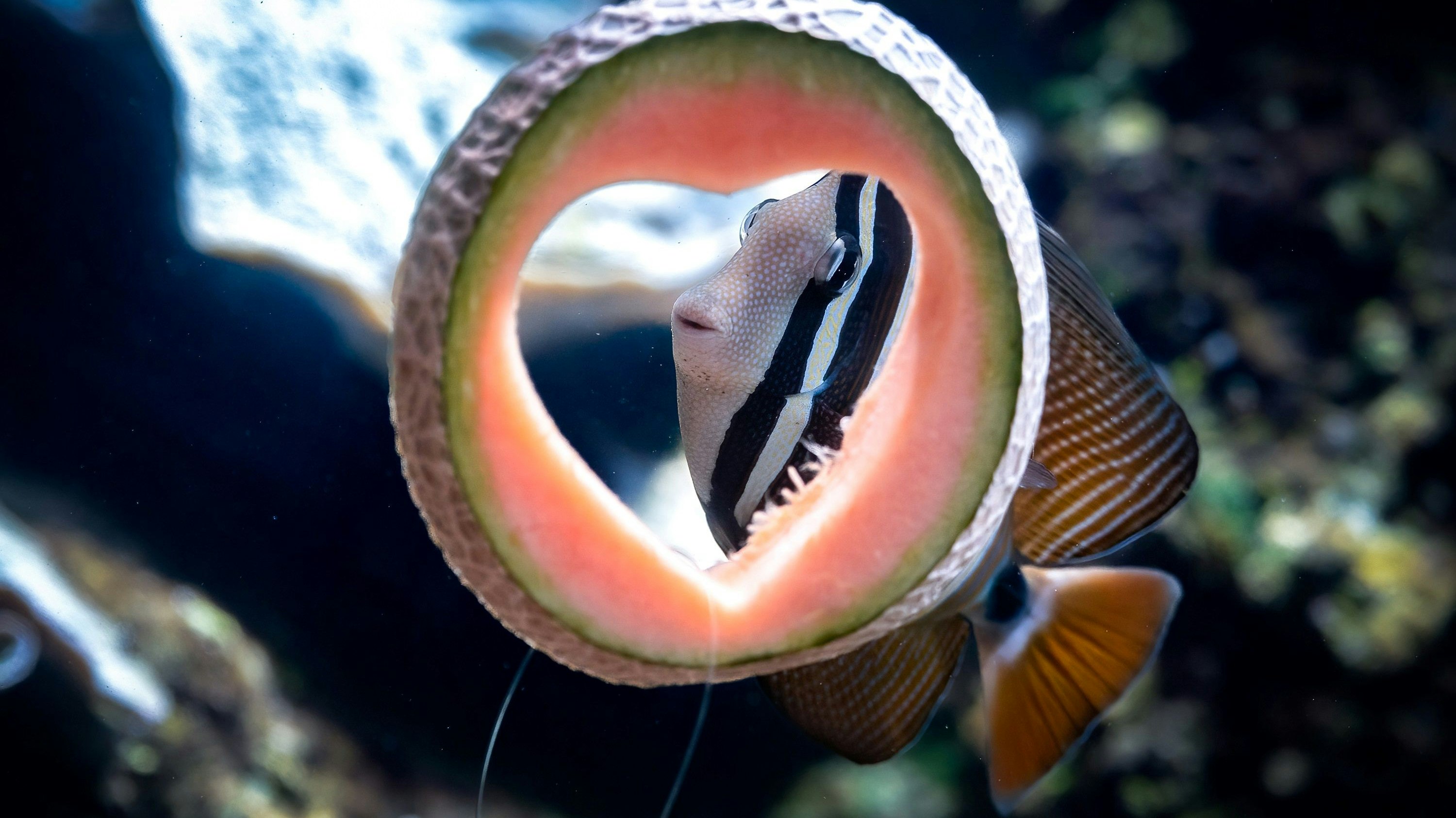 Heute.at - Hier verbringst du einen animalischen Valentinstag