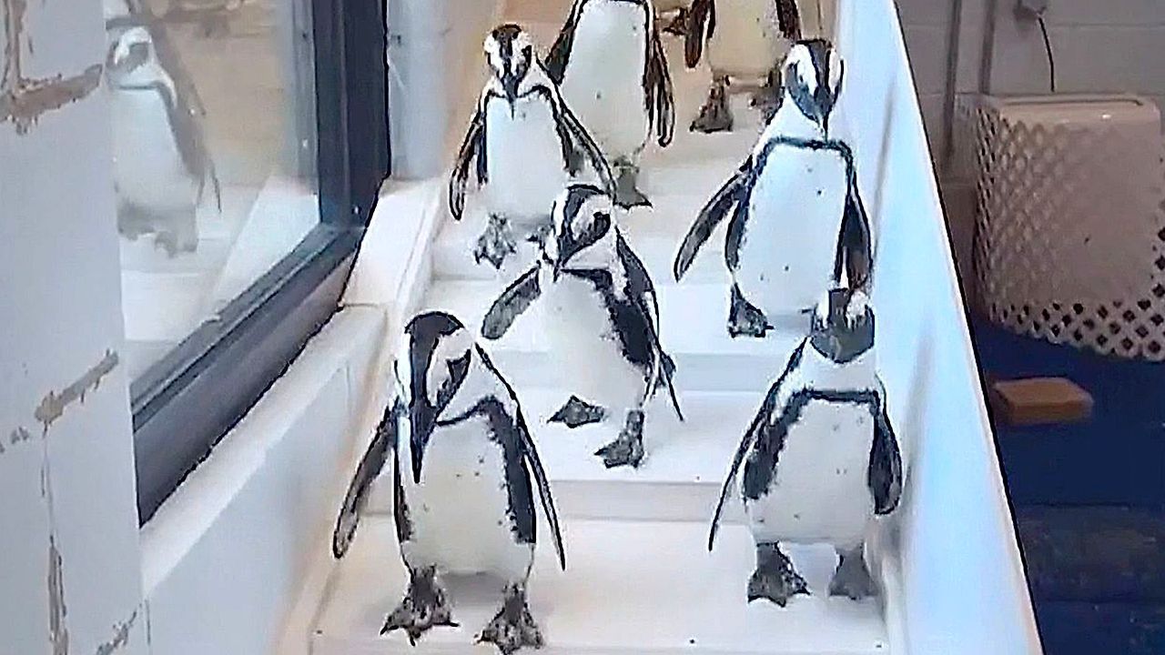 Heute.at - Frostig! Hier ist selbst den Pinguinen zu kalt