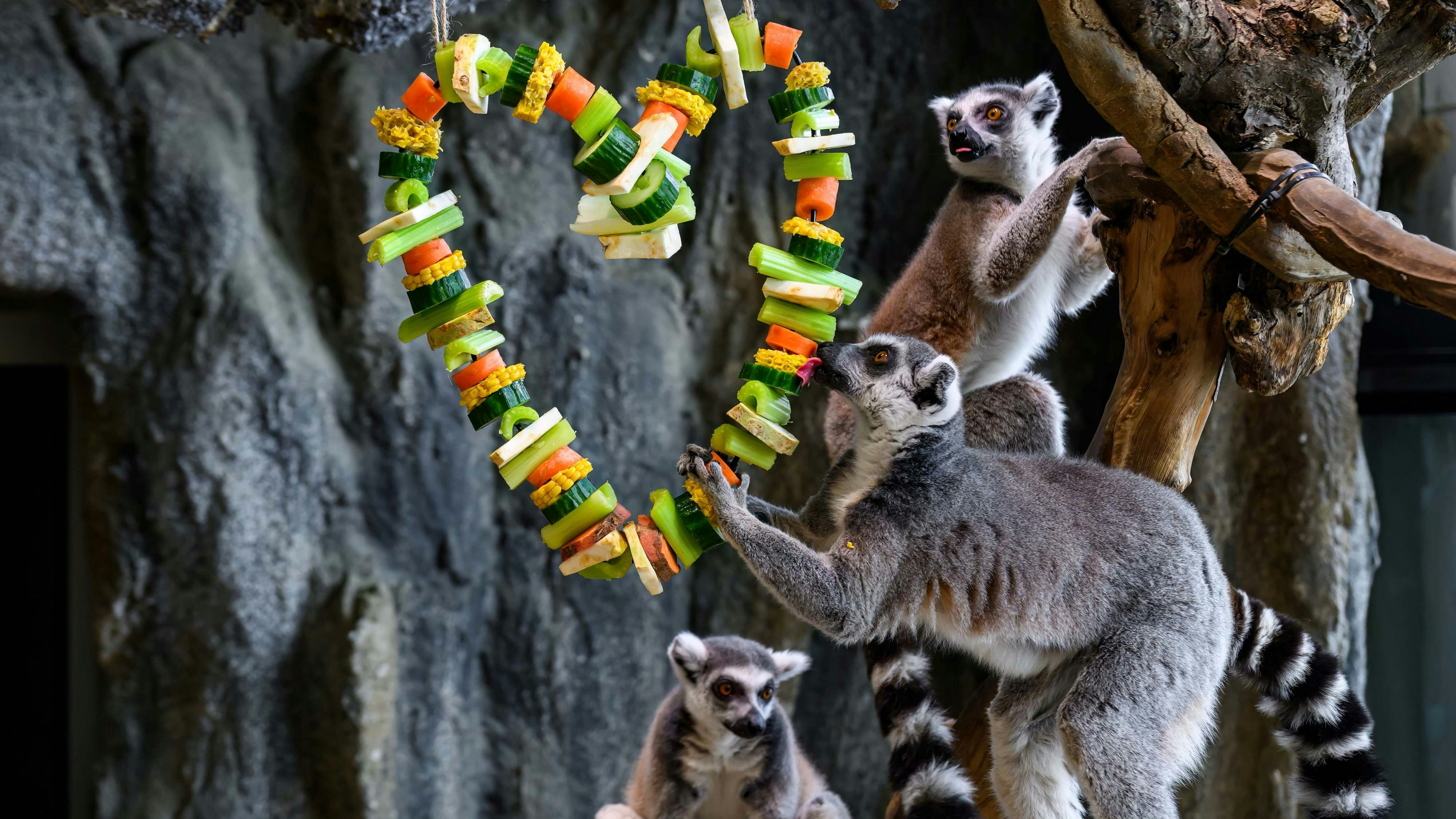 Die lustigen Kattas haben den Valentinstag zum Fressen gern. 