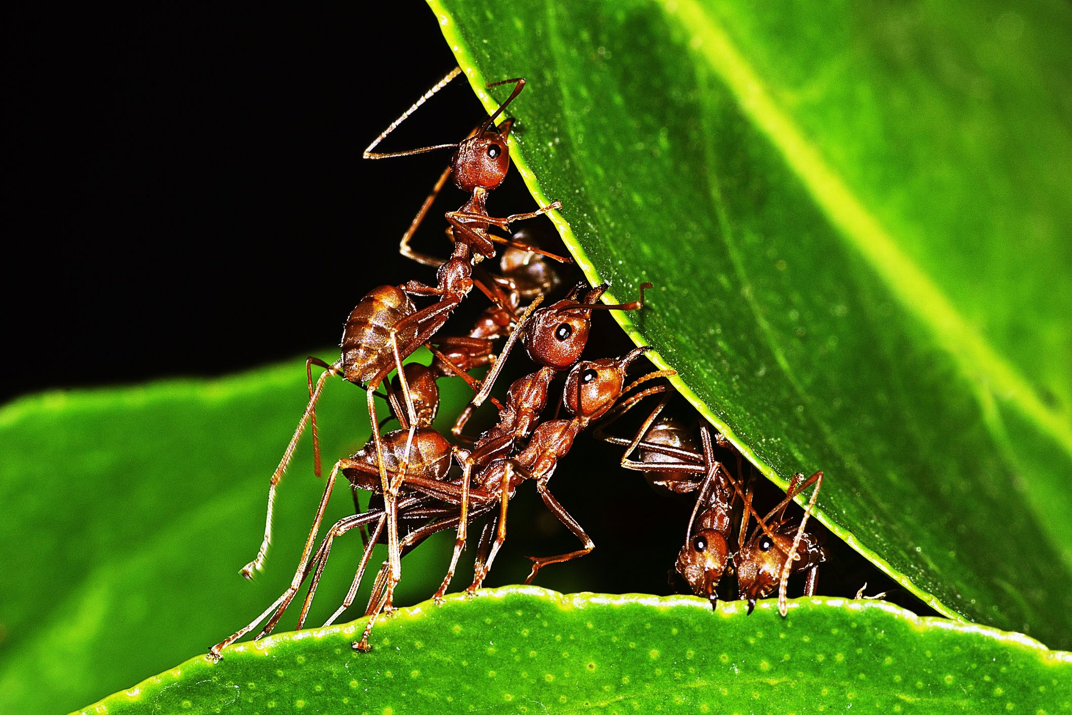 Ameisen-Kolonien sind faszinierend und unterstützen einander, wo es geht. 