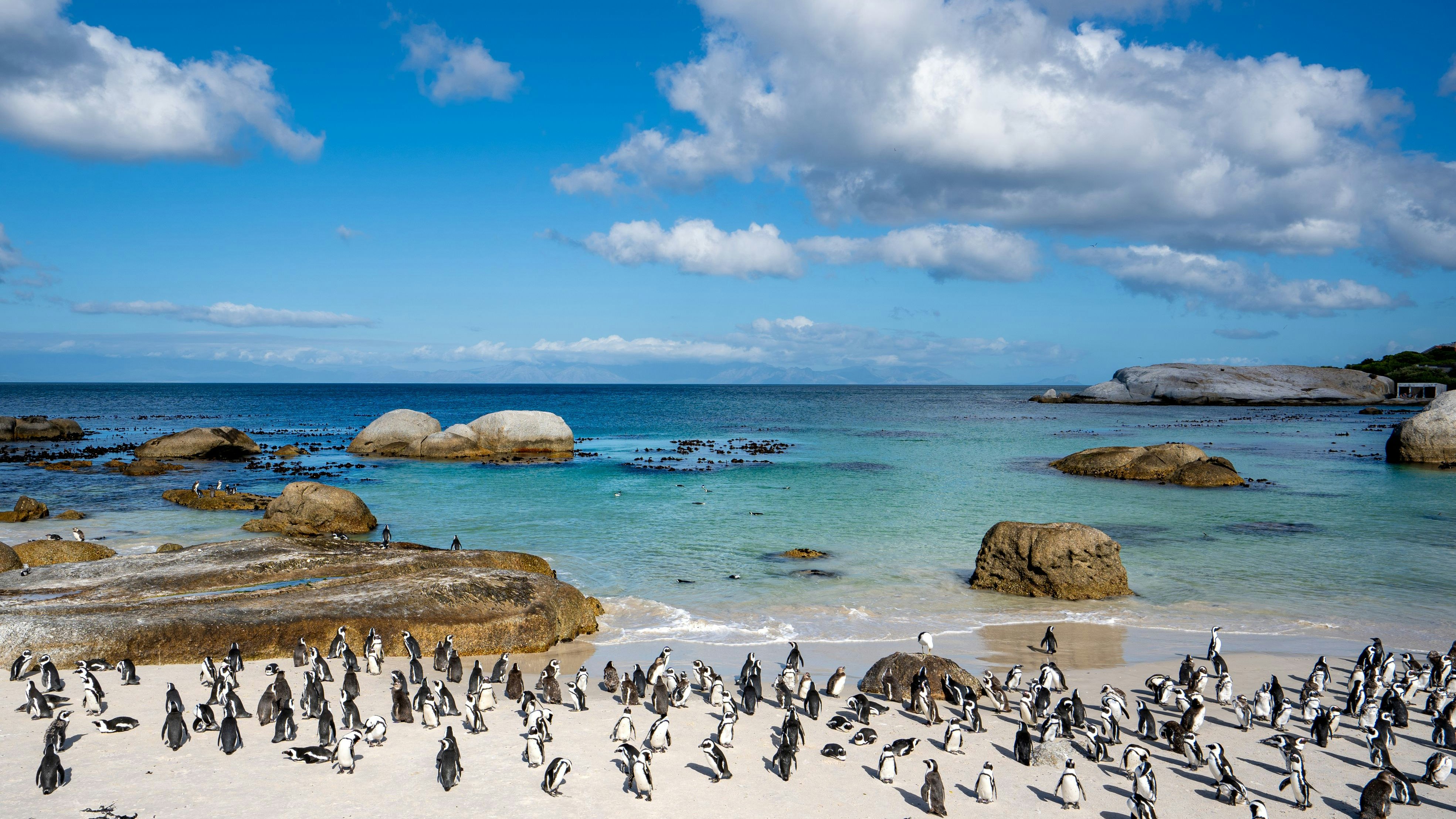 Die sogenannten "Brillen"- oder Kappinguine sind im Normalfall an den Traumstränden Afrikas zu Hause. 