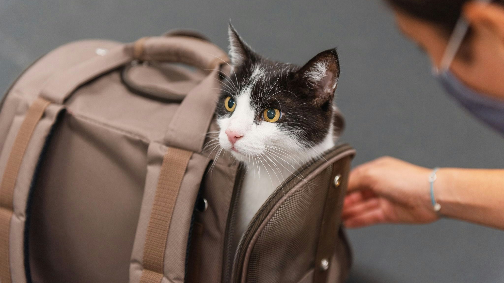 Gesunde Katzen werden als Studienteilnehmer gesucht.