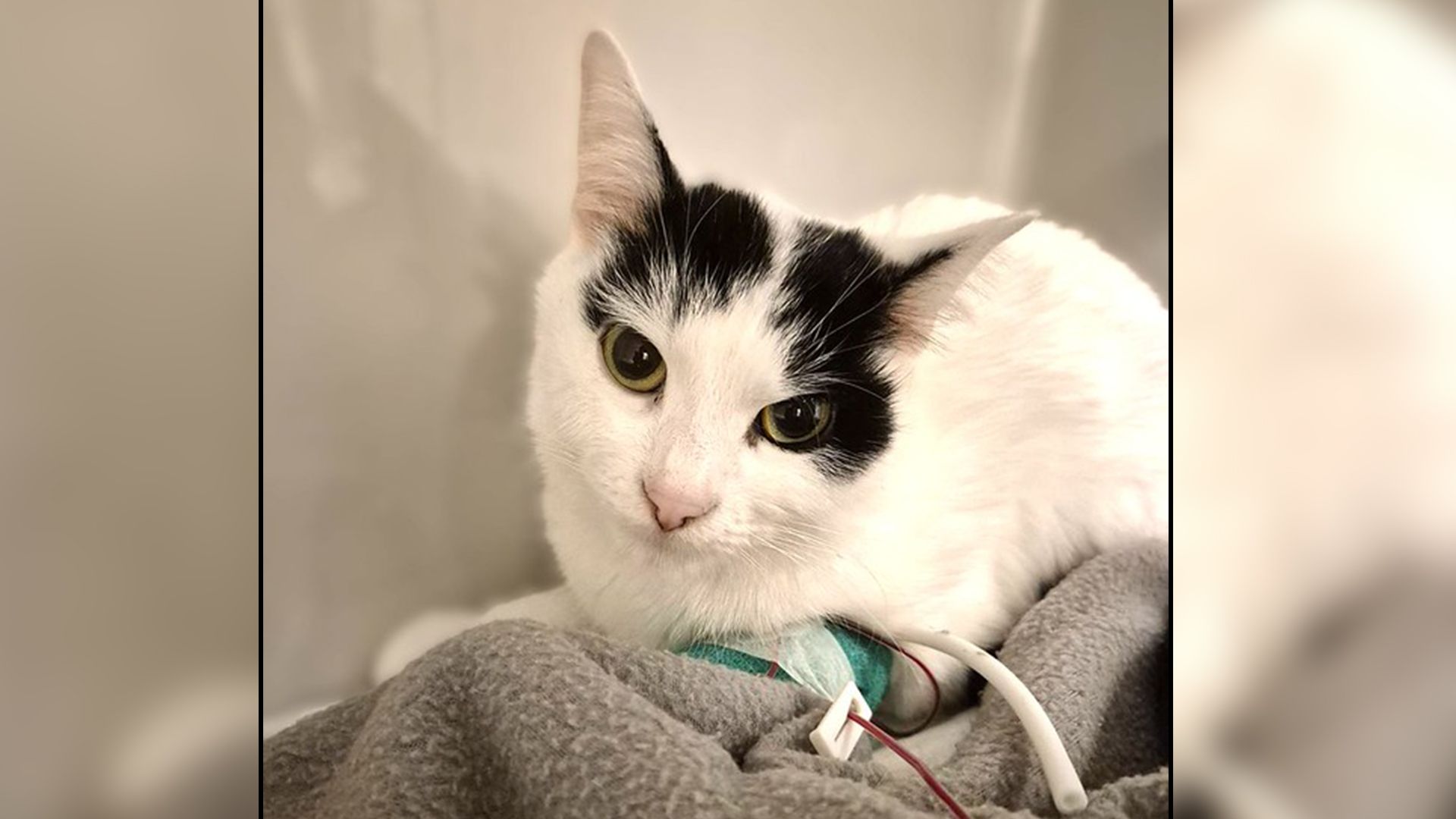 Heute.at - Unnötig - Katze springt Tod von der Schippe