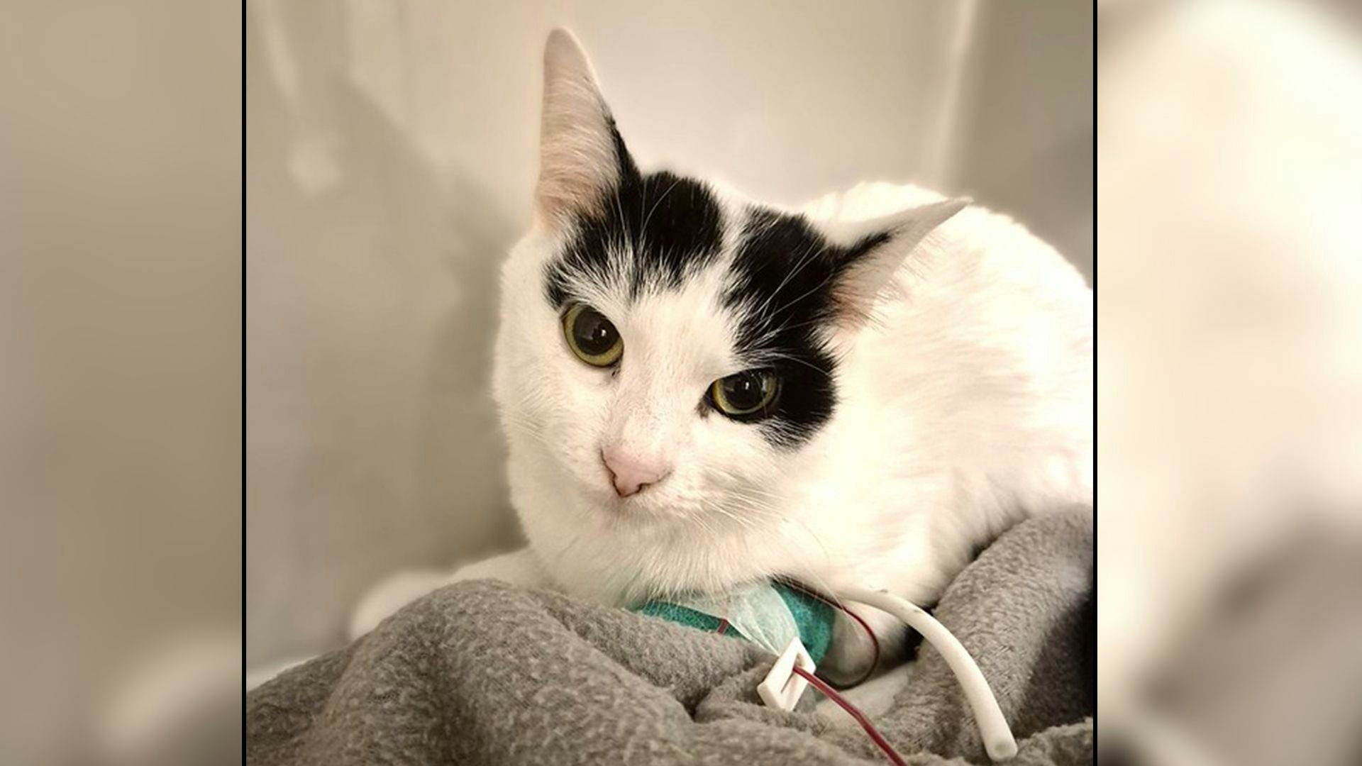 Heute.at - Unnötig - Katze springt Tod von der Schippe