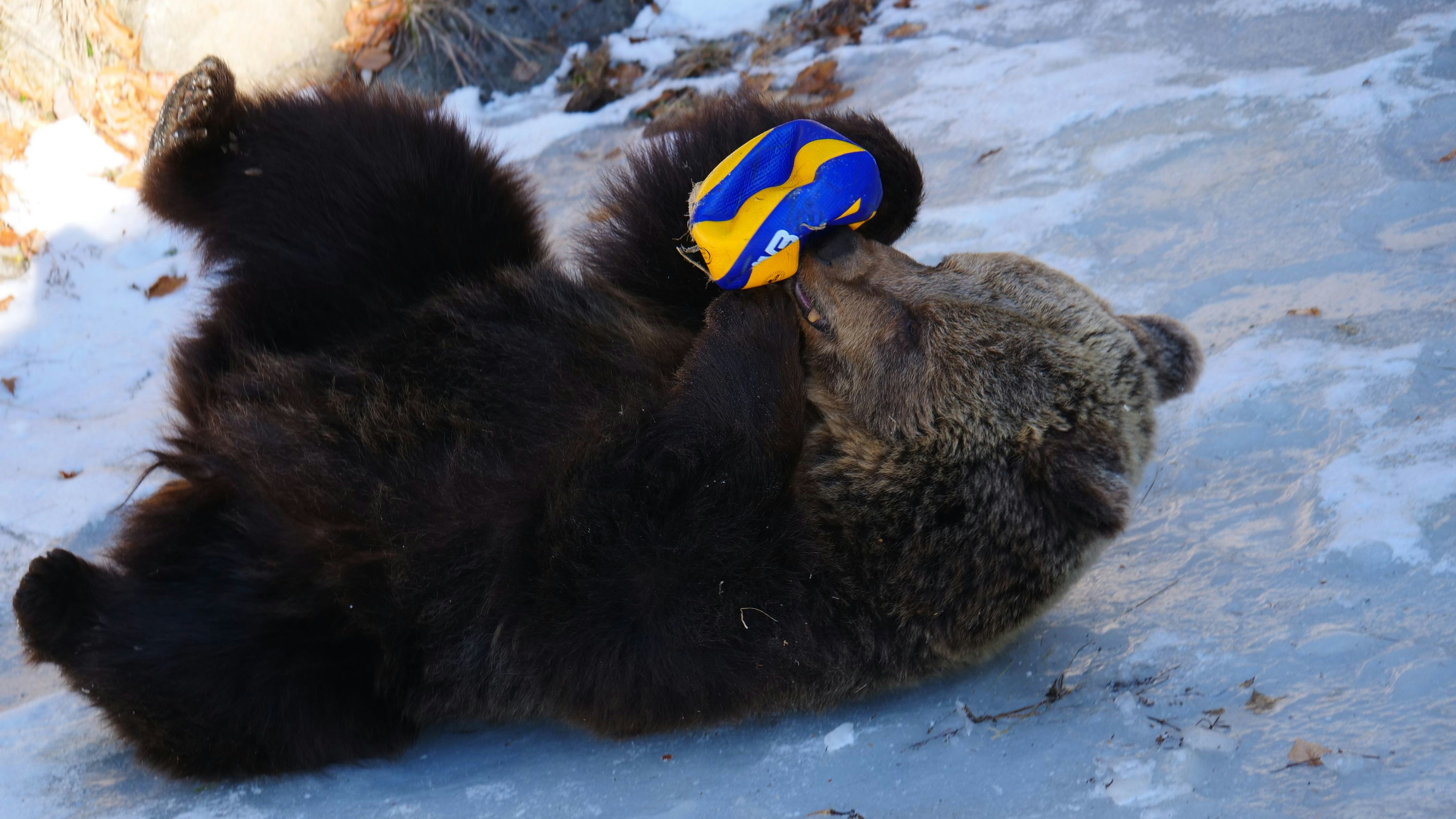 Ein alter Ball hat es "Mici" ganz besonders angetan. 