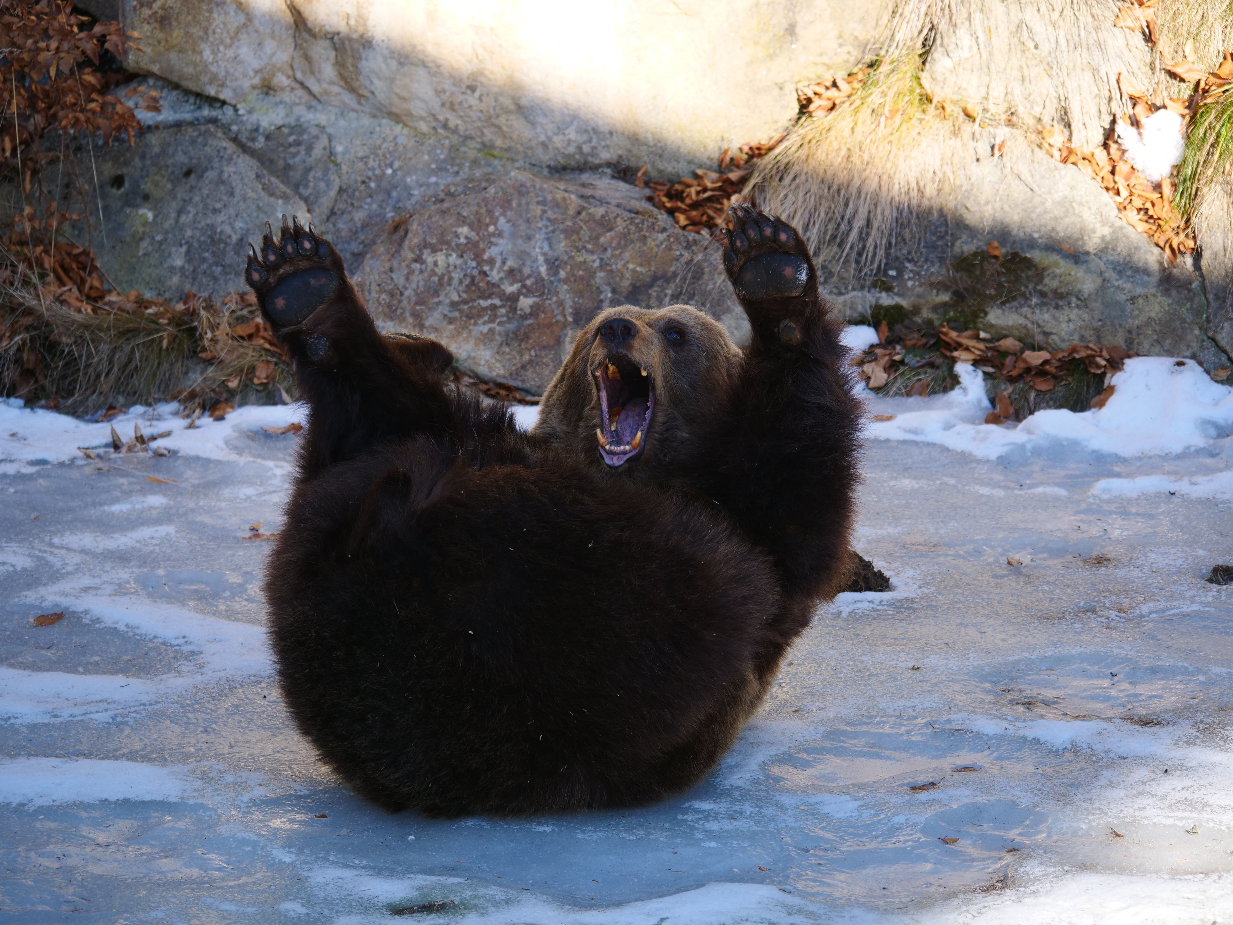 Wie könnte man sich hier nicht mitfreuen?