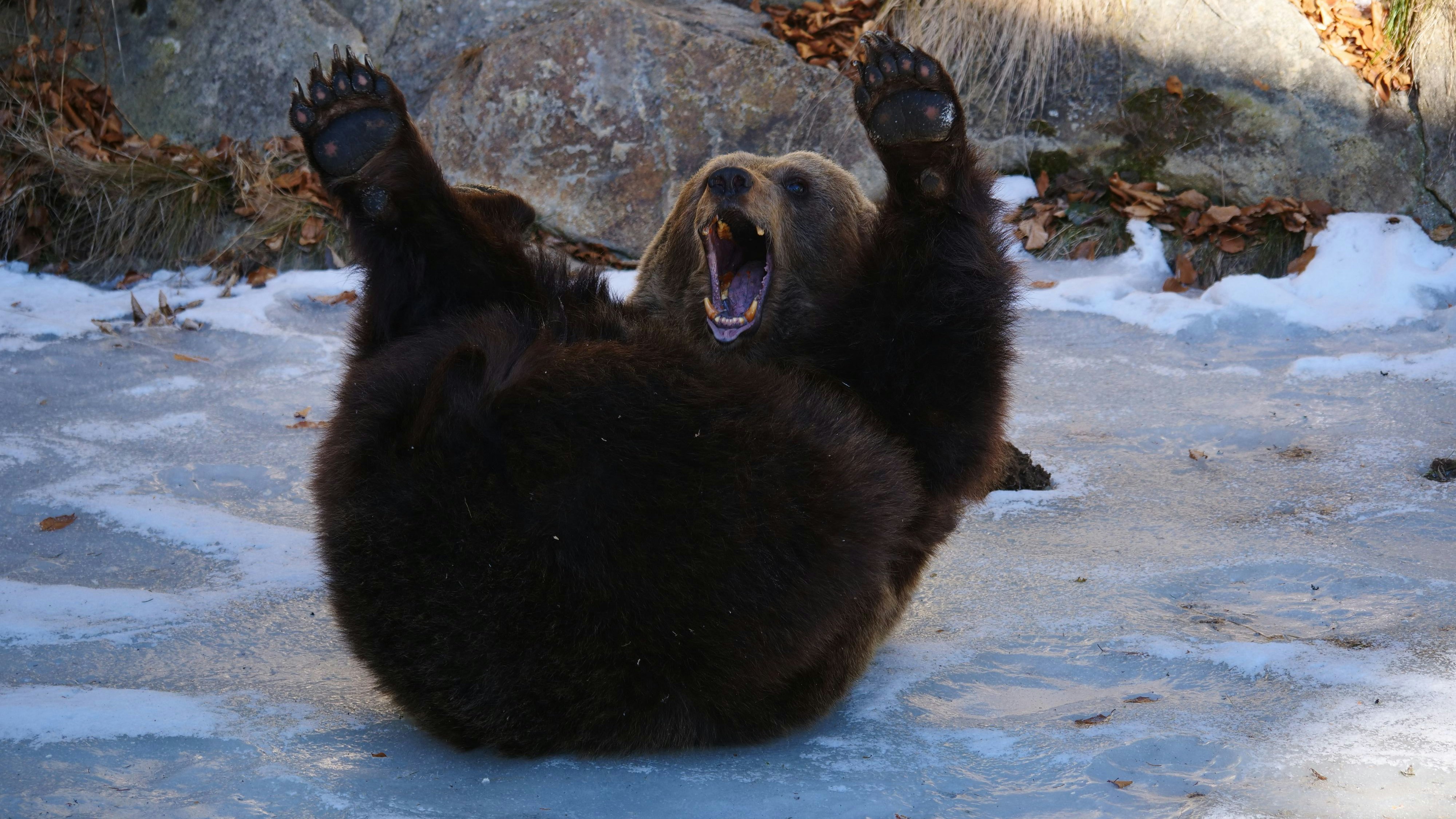 Heute.at - So süß! Ehemalige Käfigbärin ist jetzt Wuzel-Queen