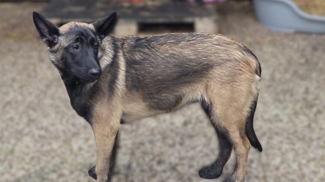 Malinois-Hündin Stella (6–7 Monate) ist für ihr Alter zu dick – ein mögliches Zeichen für fehlende Bewegung und falsche Auslastung.