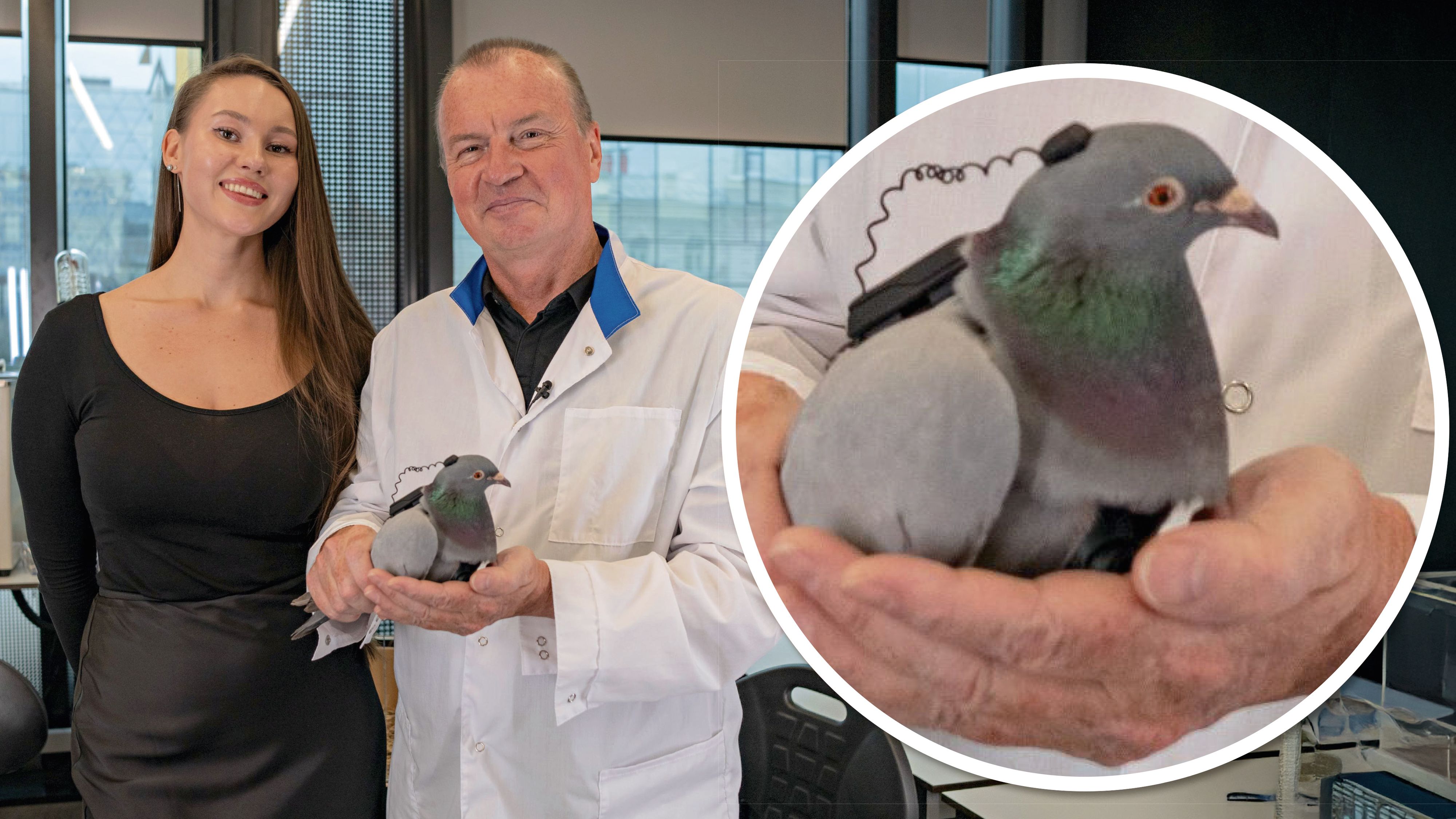 Das russische Unternehmen Neiry forscht an ferngesteuerten Tauben