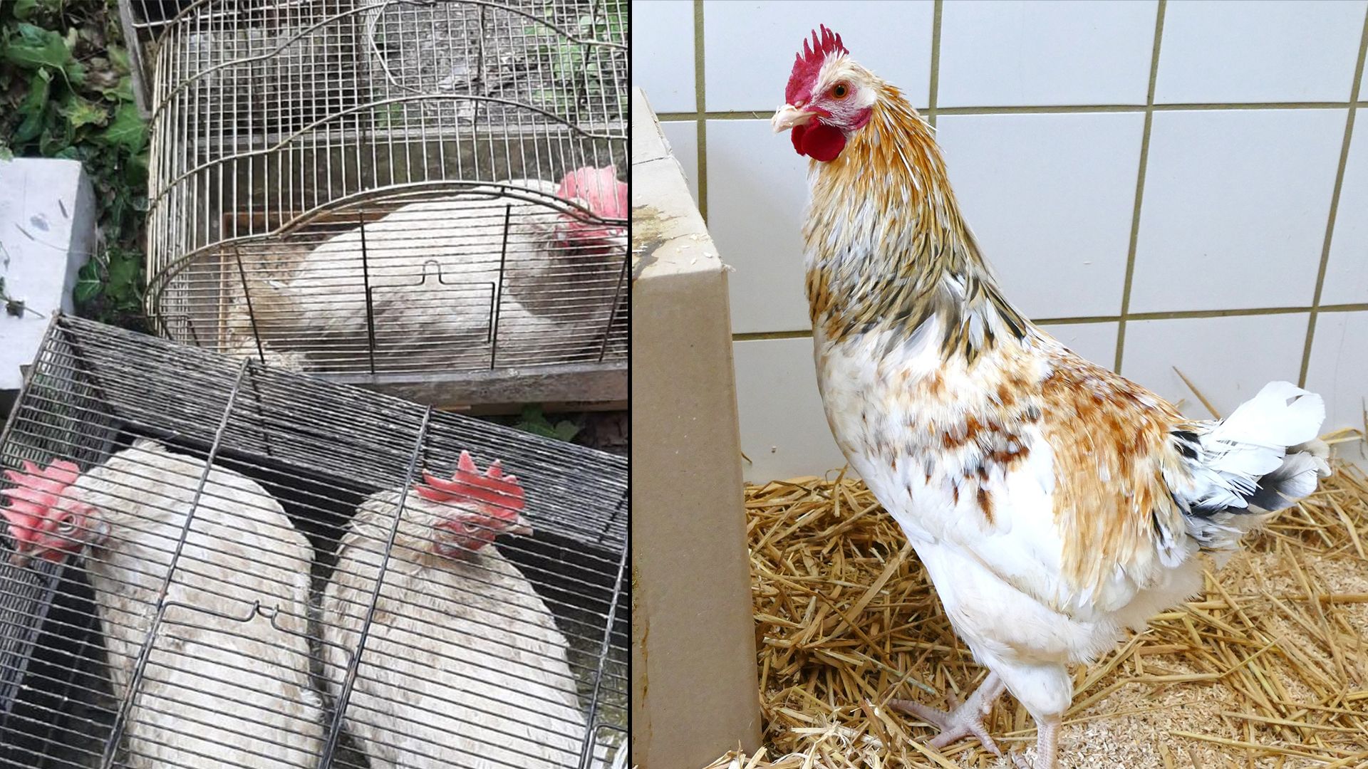 Gleich drei Hähne landeten aus schrecklichen Haltungsbedingungen im Tierheim München.